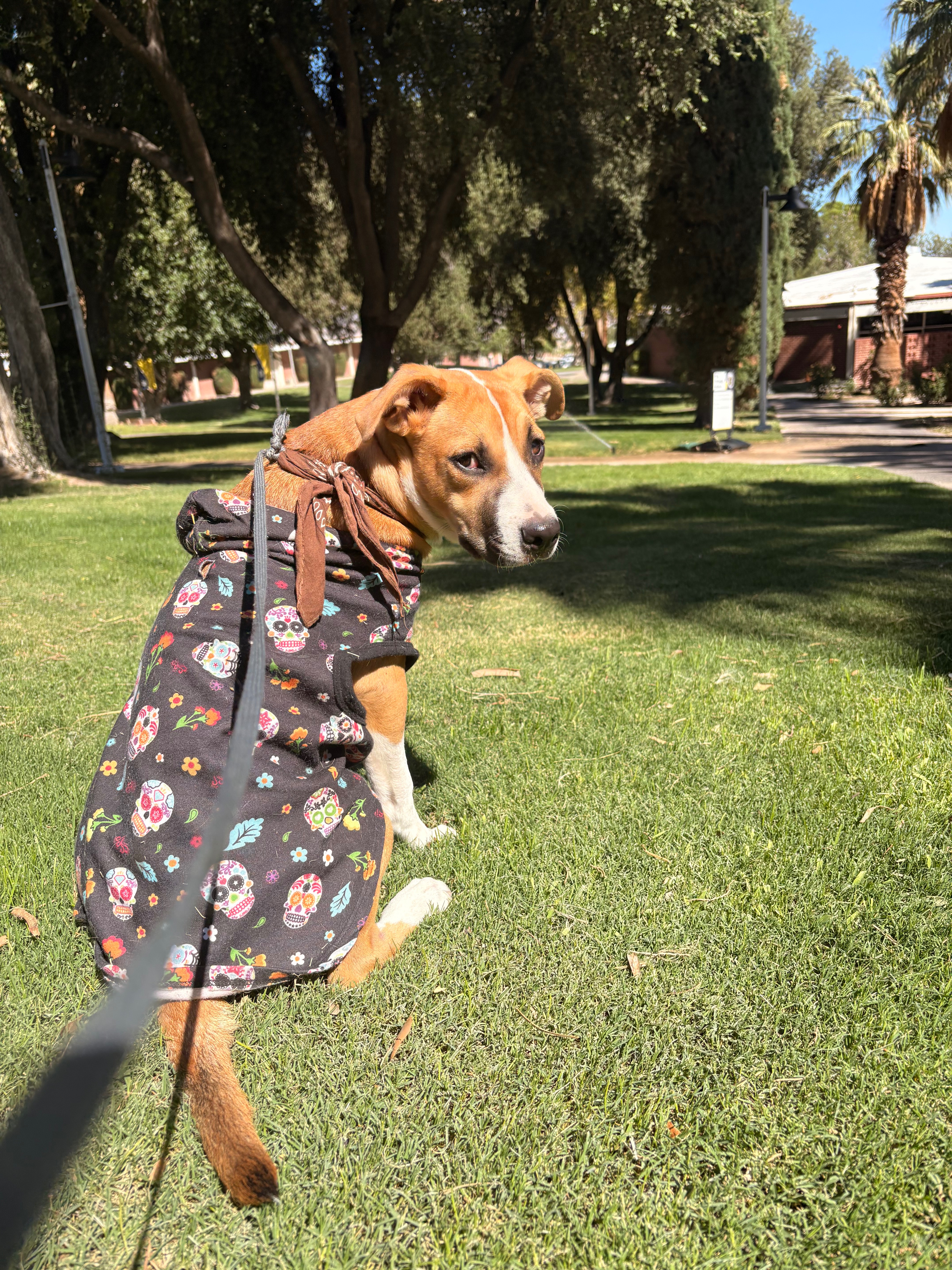 Support Ditzy's Return to Her Loving Home campaign photo, 4 of 5