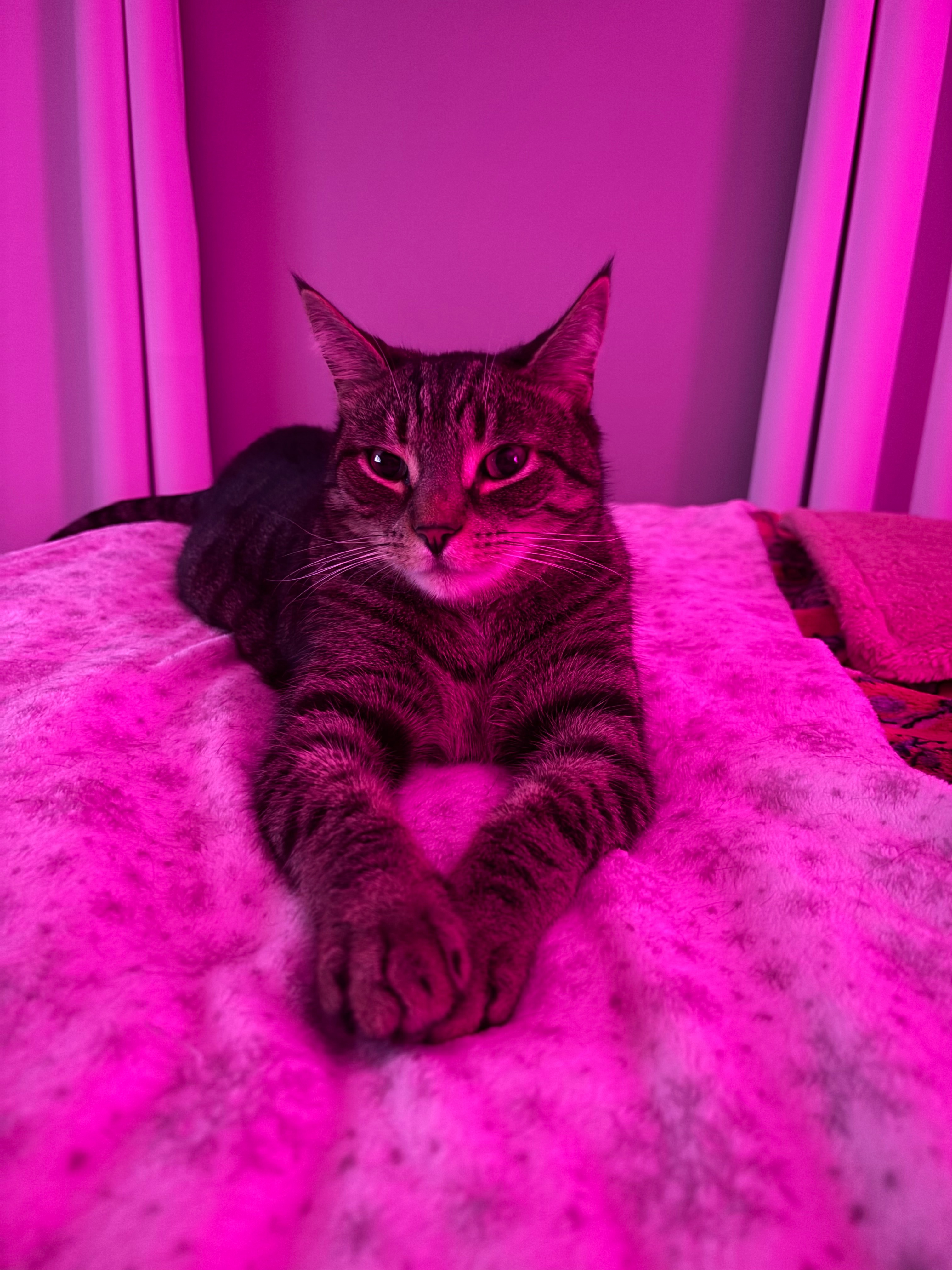 Help Save Atlas — Kayla’s Beloved Cat campaign photo, 2 of 7