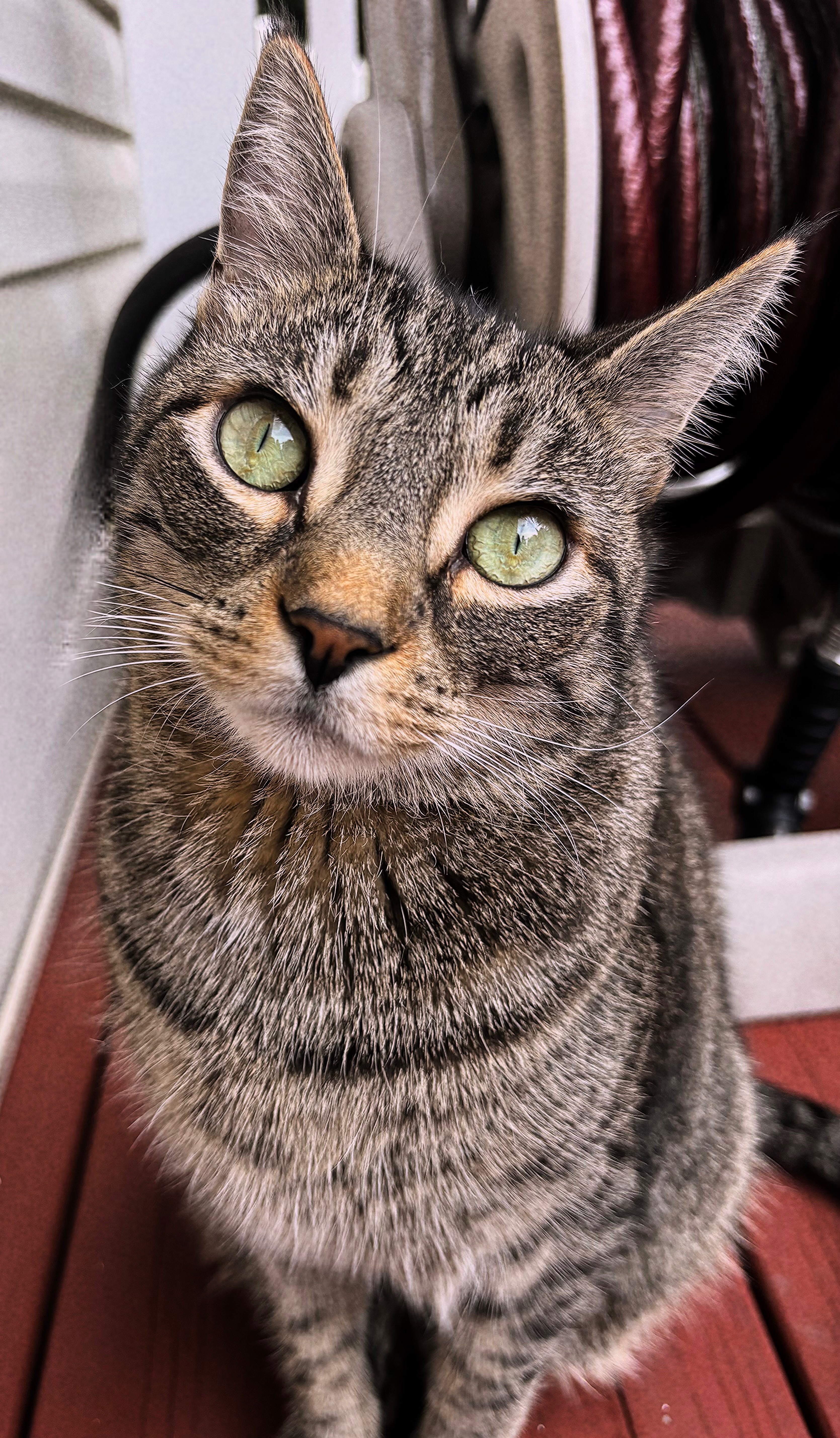 Help Save Atlas — Kayla’s Beloved Cat campaign photo, 5 of 7