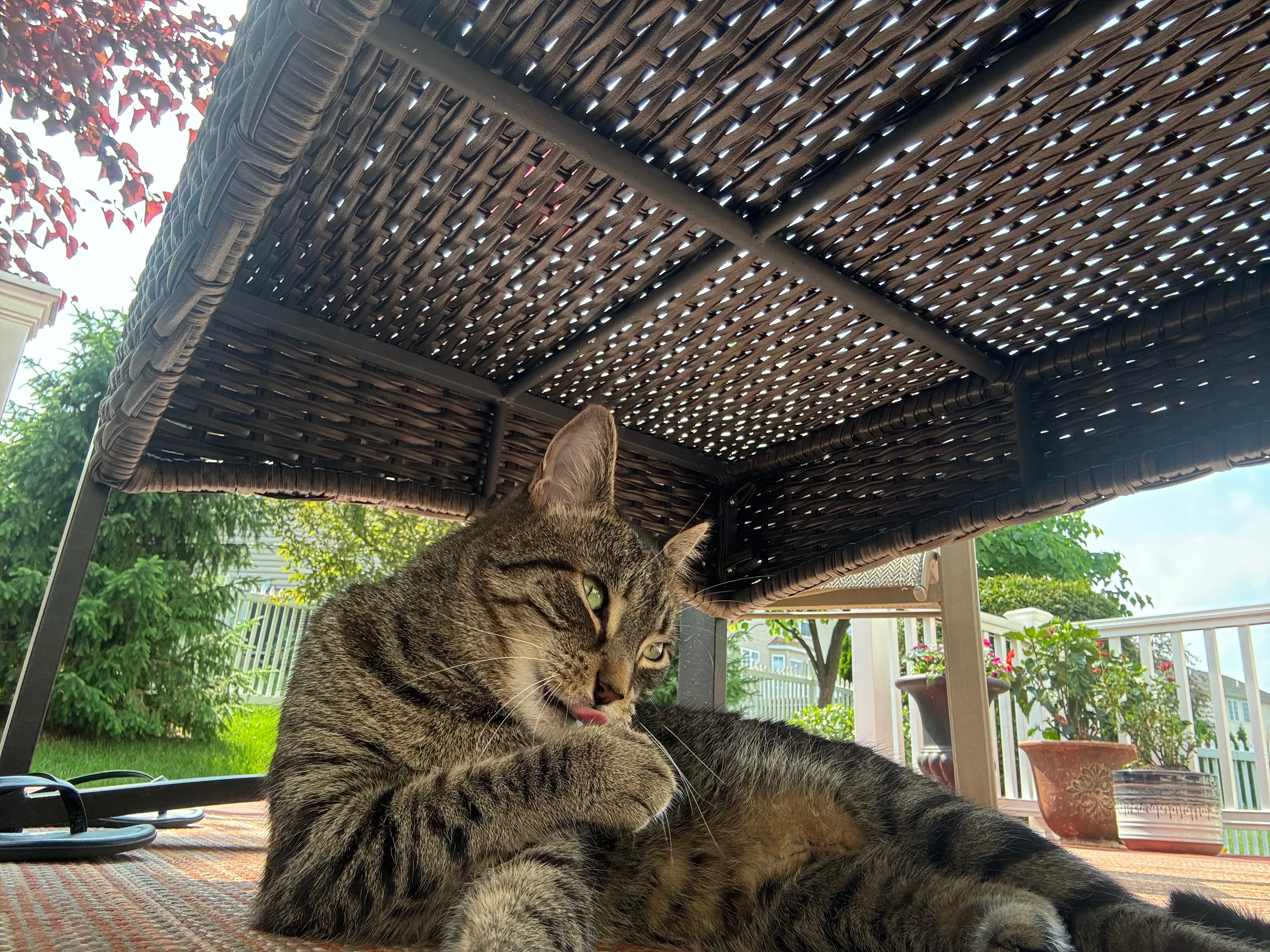 Help Save Atlas — Kayla’s Beloved Cat campaign photo, 4 of 7