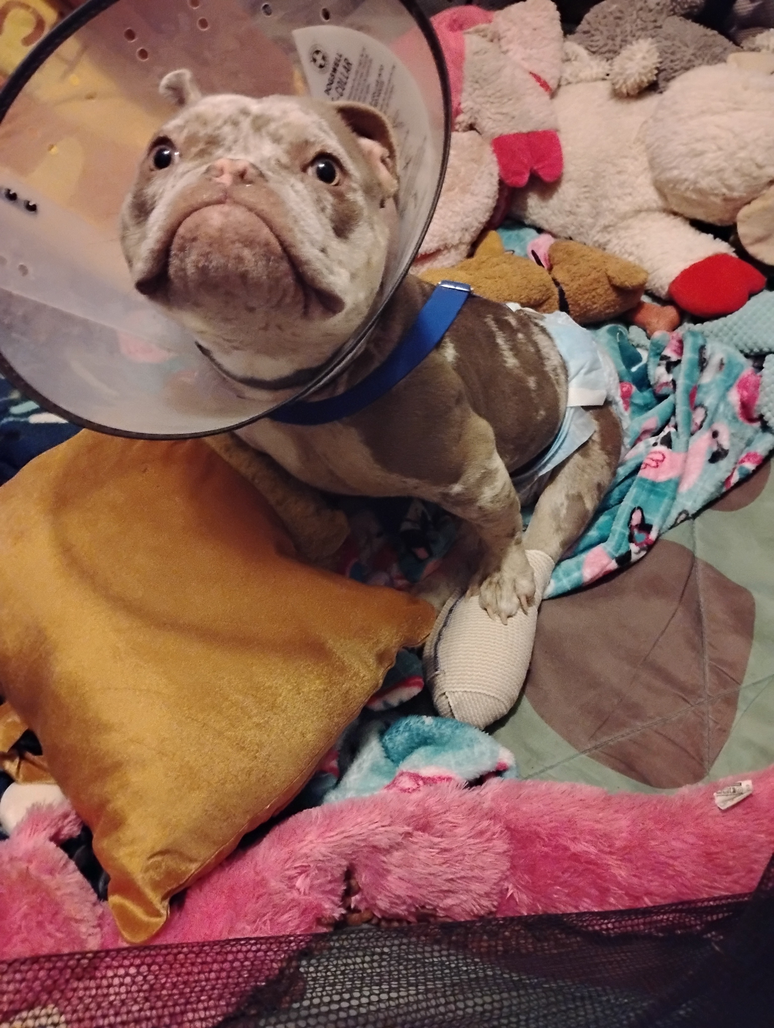 Winnie needs a miracle! campaign photo, 4 of 8