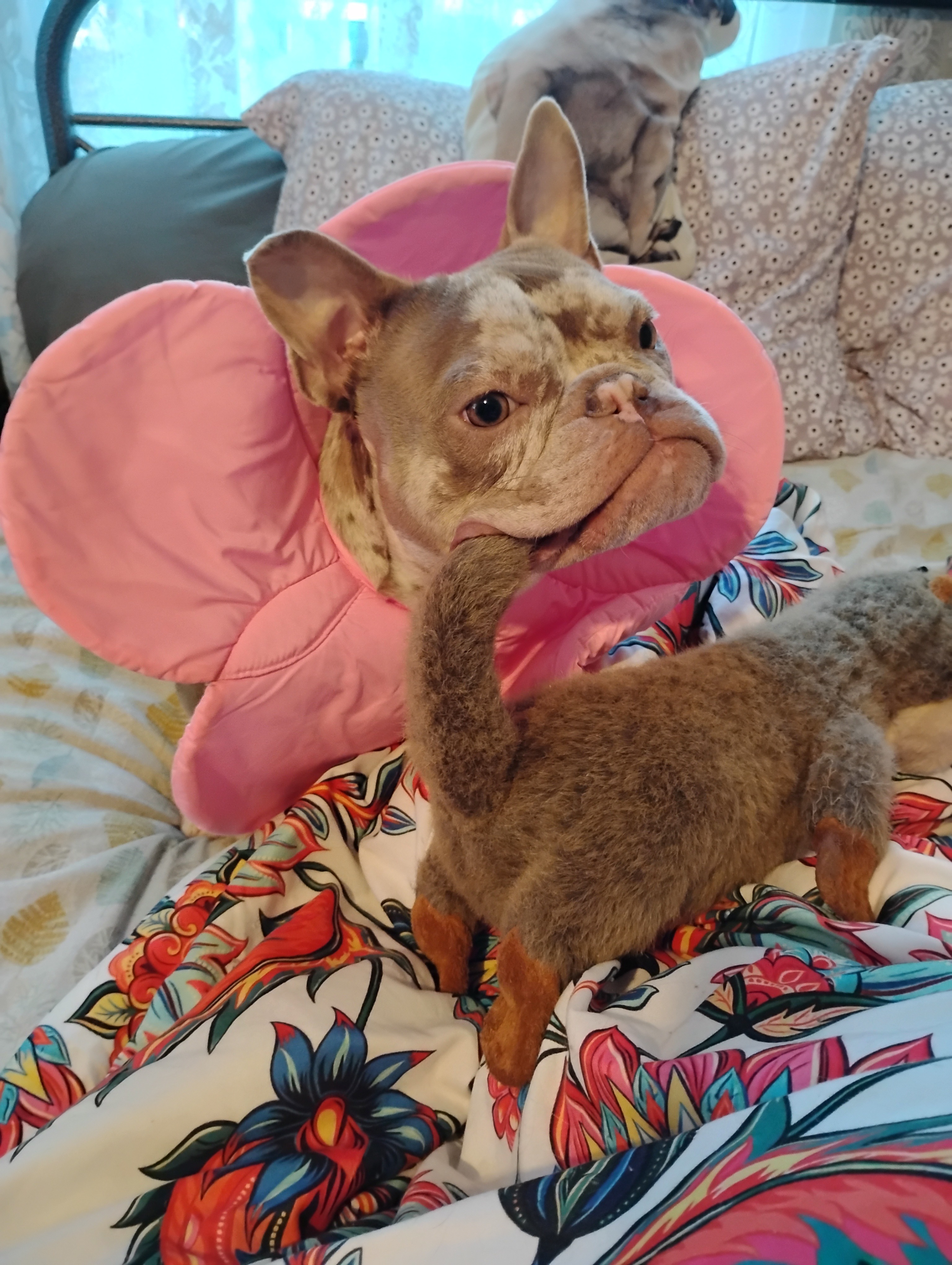 Winnie needs a miracle! campaign photo, 5 of 8