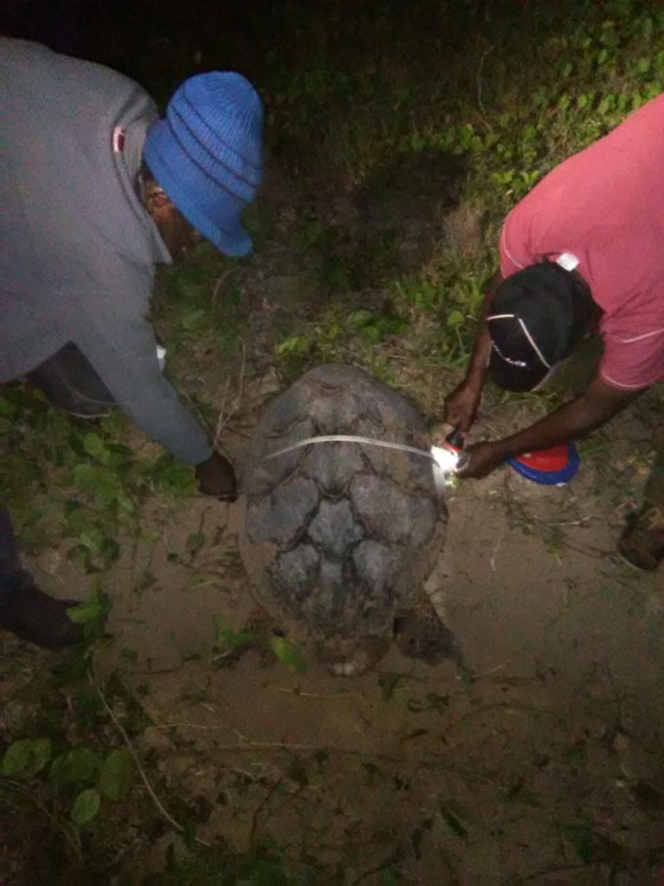 Help Jamaica's Turtle Heroes Rebuild campaign photo, 4 of 5