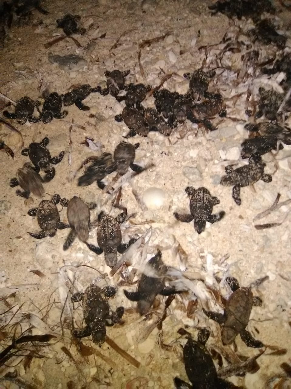 Help Jamaica's Turtle Heroes Rebuild campaign photo, 2 of 5
