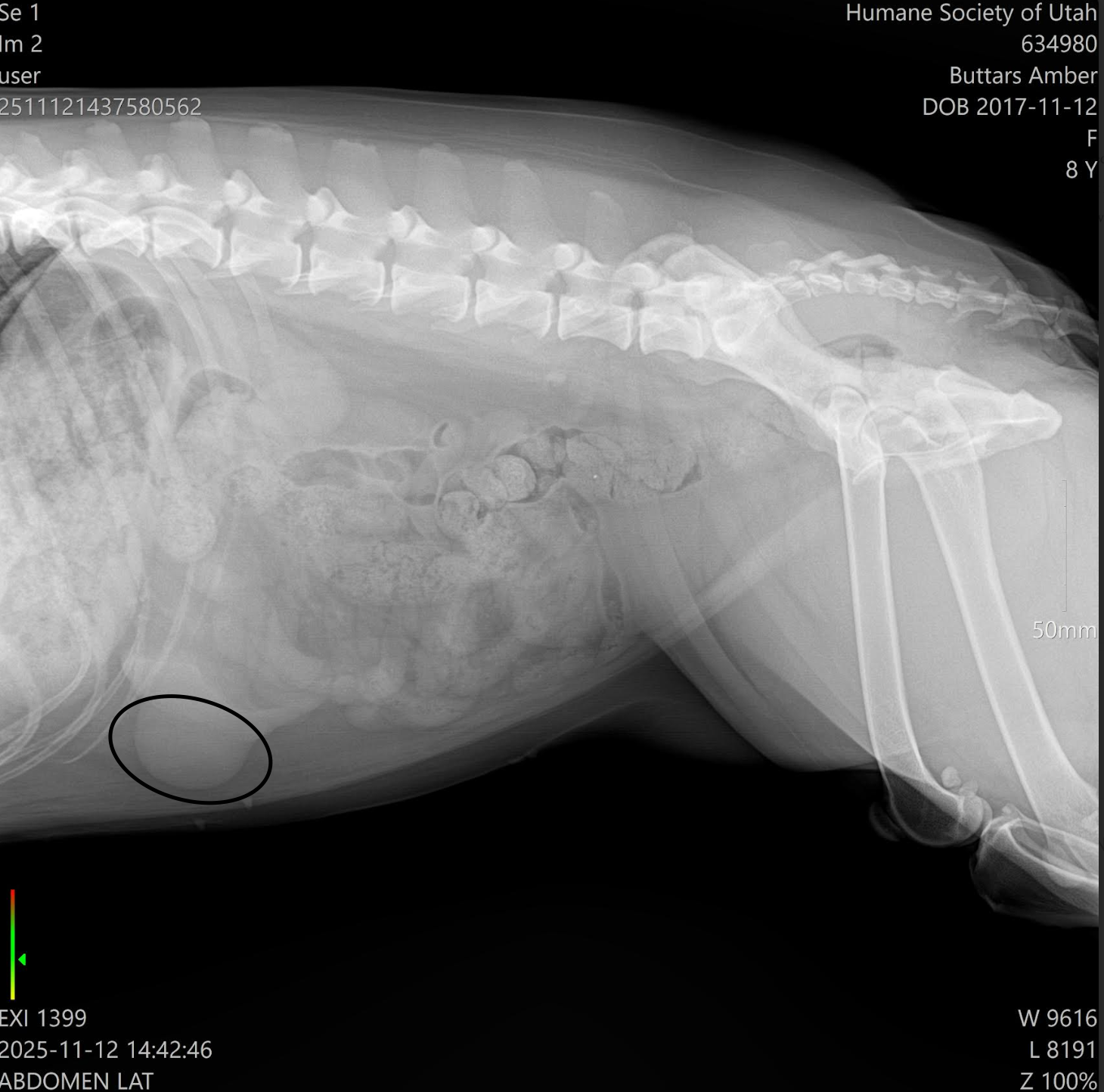 Help Amber get Surgery campaign photo, 6 of 7