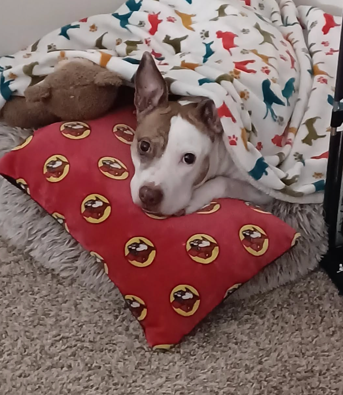 Help Amber get Surgery campaign photo, 2 of 7