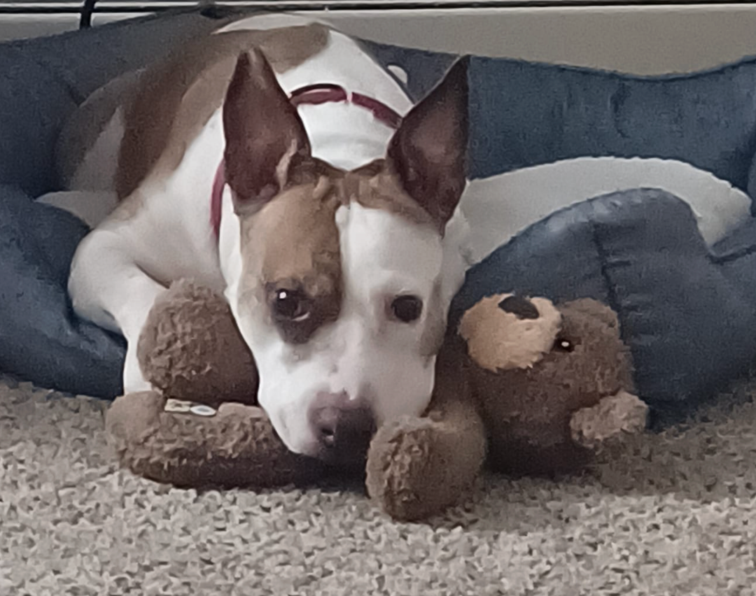 Help Amber get Surgery campaign photo, 4 of 7