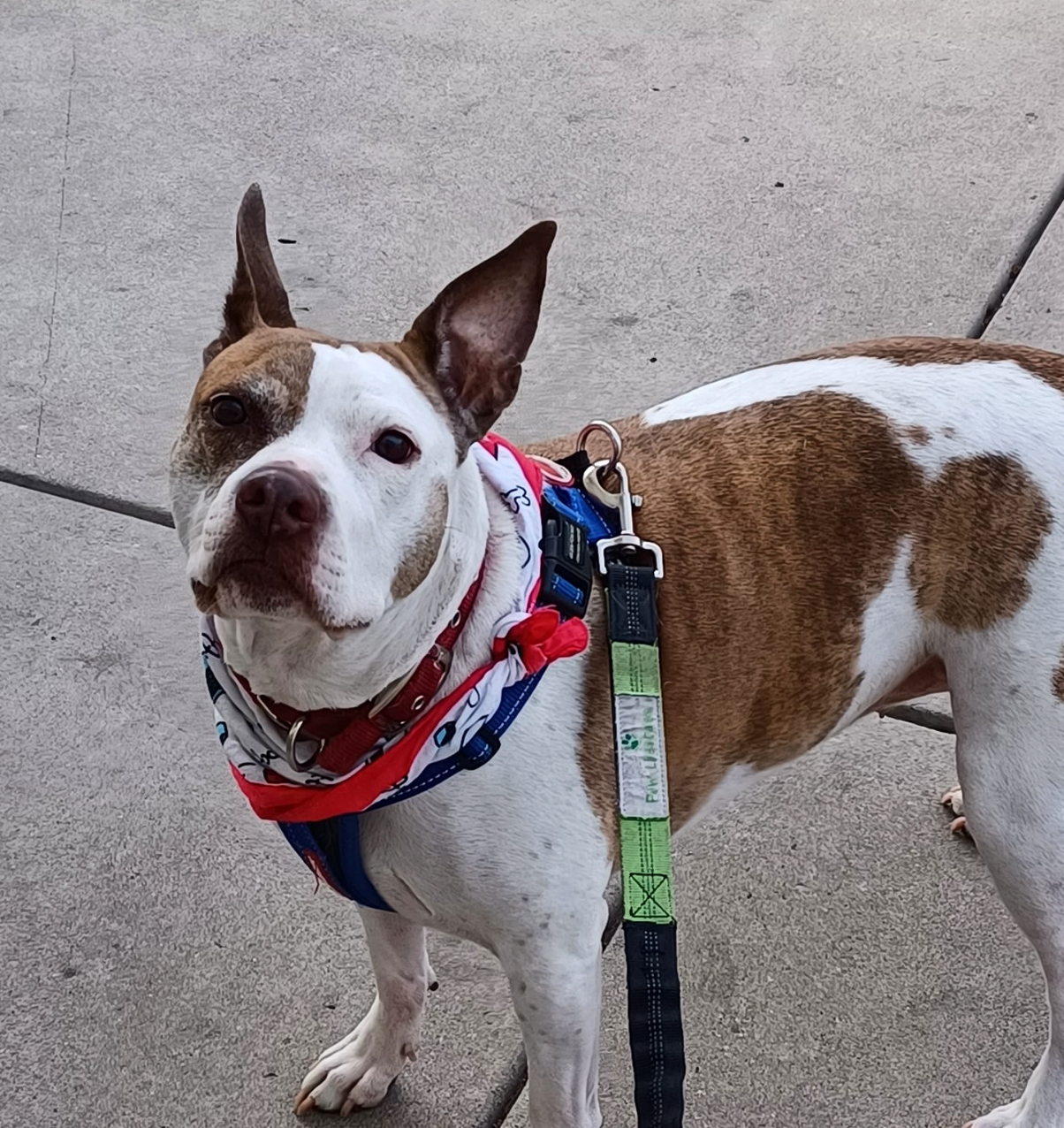 Help Amber get Surgery campaign photo, 5 of 7