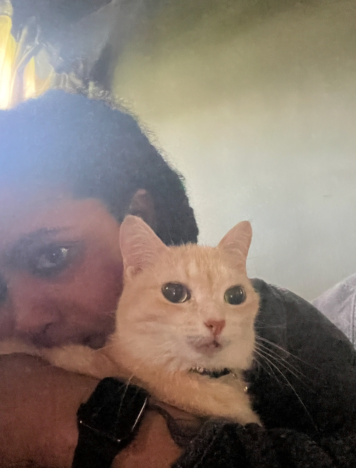 Help Me Pay Caprica’s Vet Bill campaign photo, 7 of 8