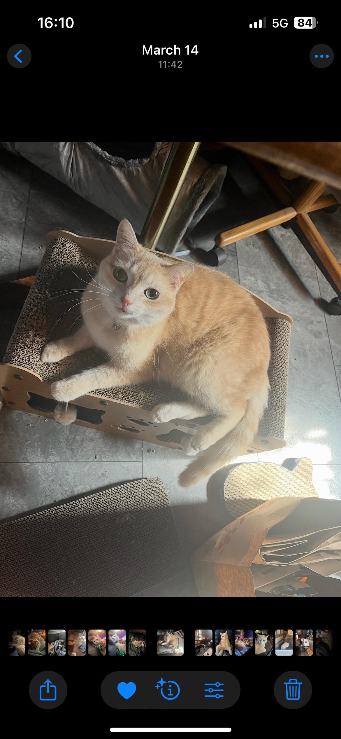 Help Me Pay Caprica’s Vet Bill campaign photo, 2 of 8