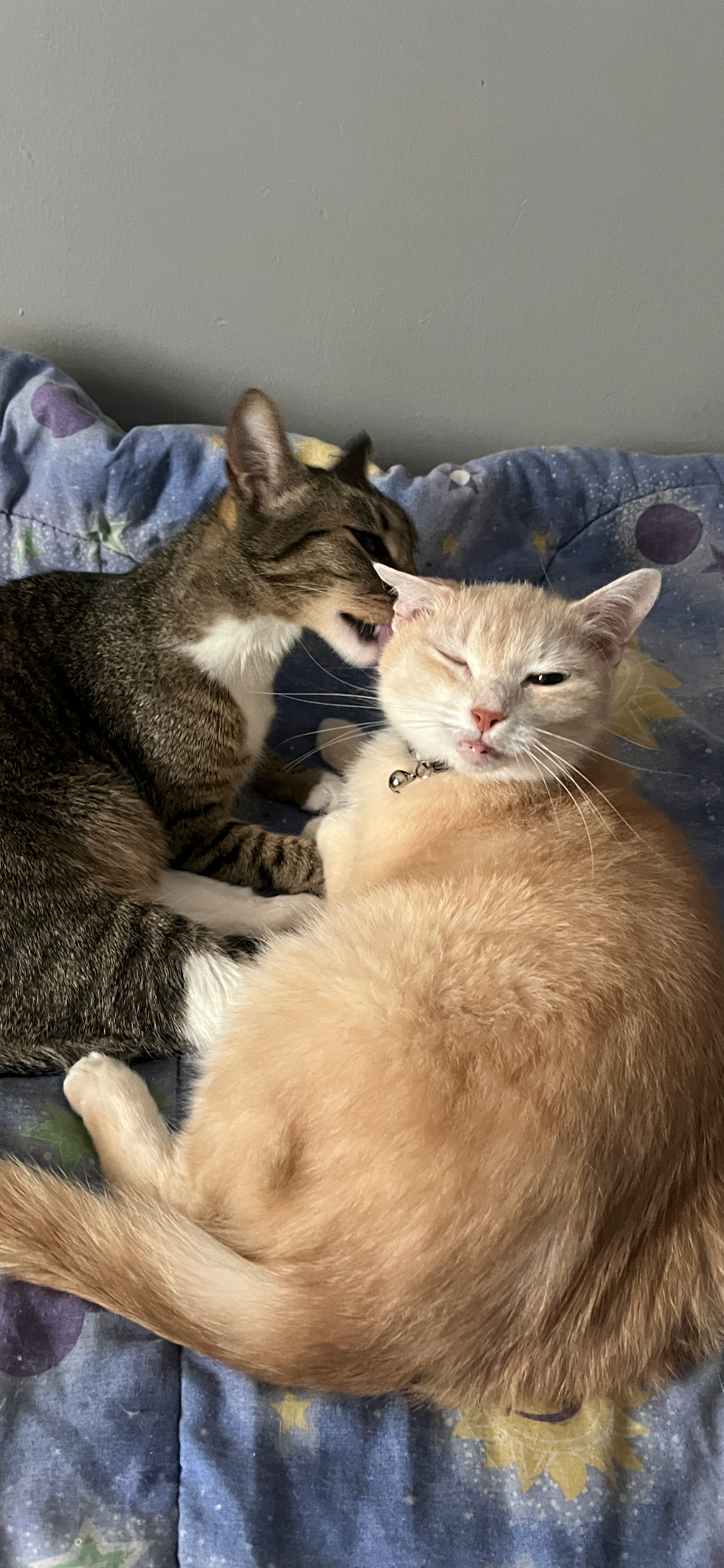 Help Me Pay Caprica’s Vet Bill campaign photo, 4 of 8