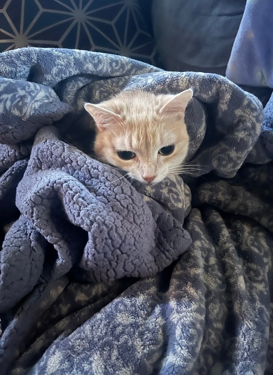 Help Me Pay Caprica’s Vet Bill campaign photo, 5 of 8