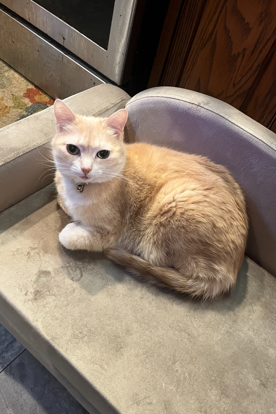 Help Me Pay Caprica’s Vet Bill campaign photo, 6 of 8