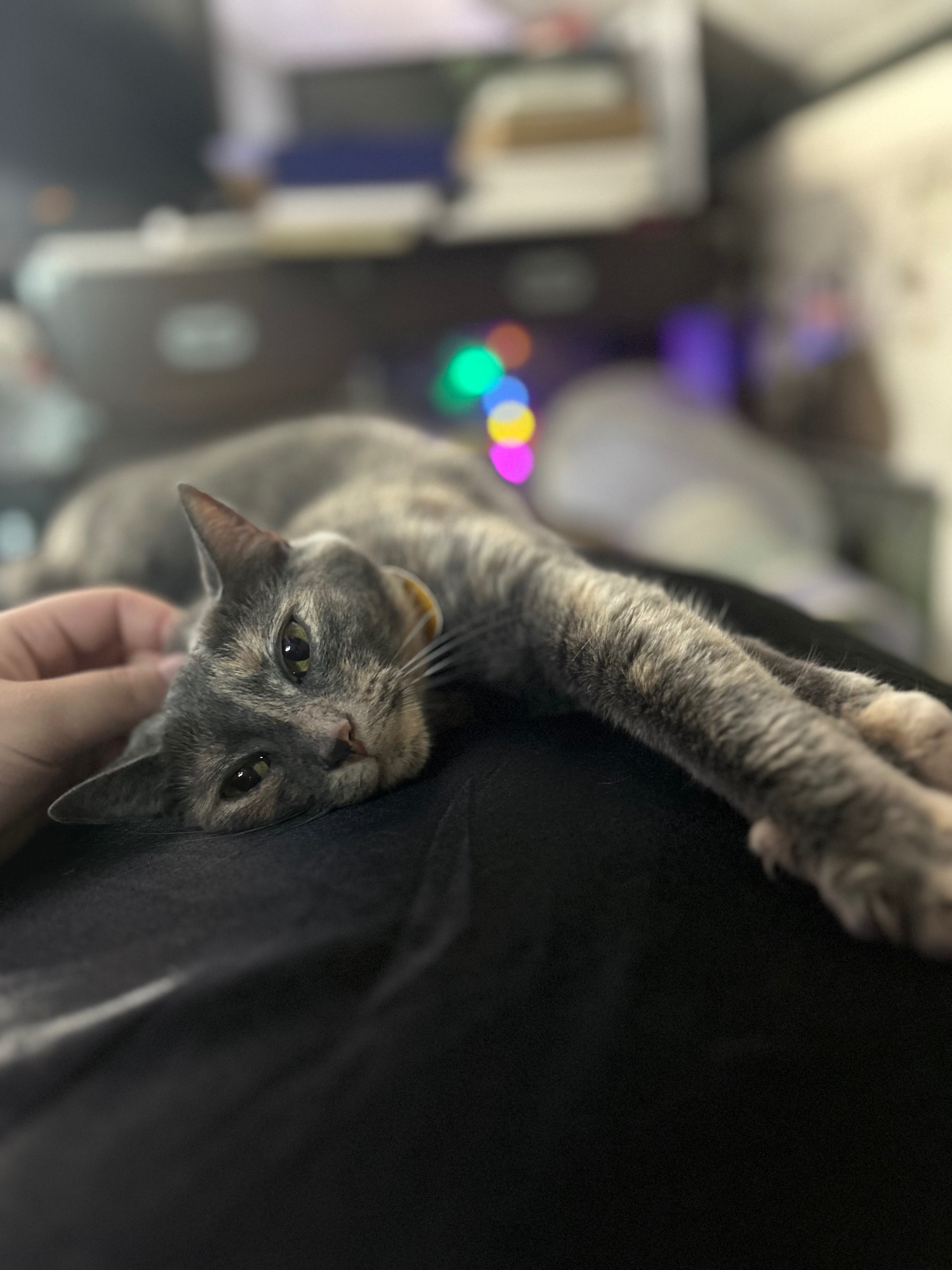 Support Peanut's Recovery and Vet Bills campaign photo, 2 of 8