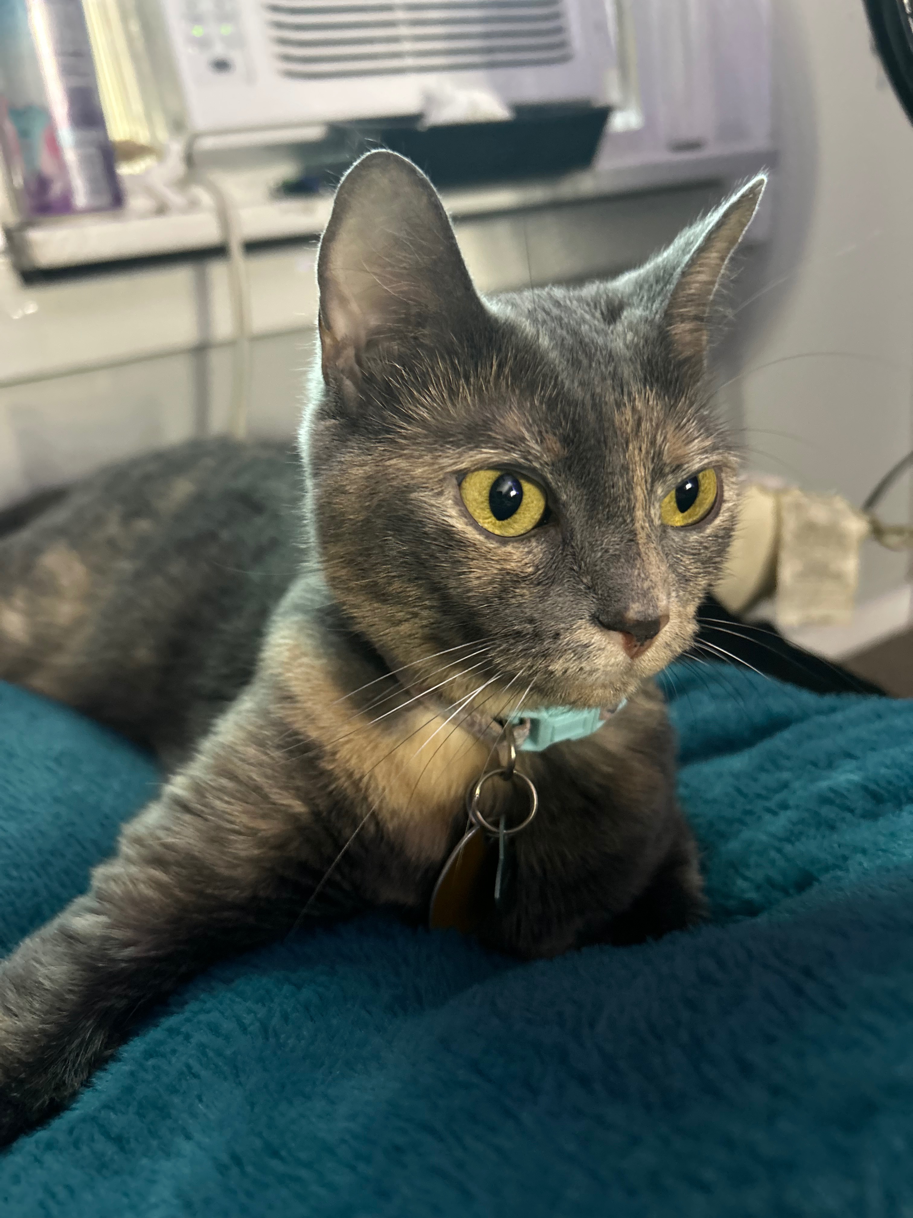 Support Peanut's Recovery and Vet Bills campaign photo, 4 of 8