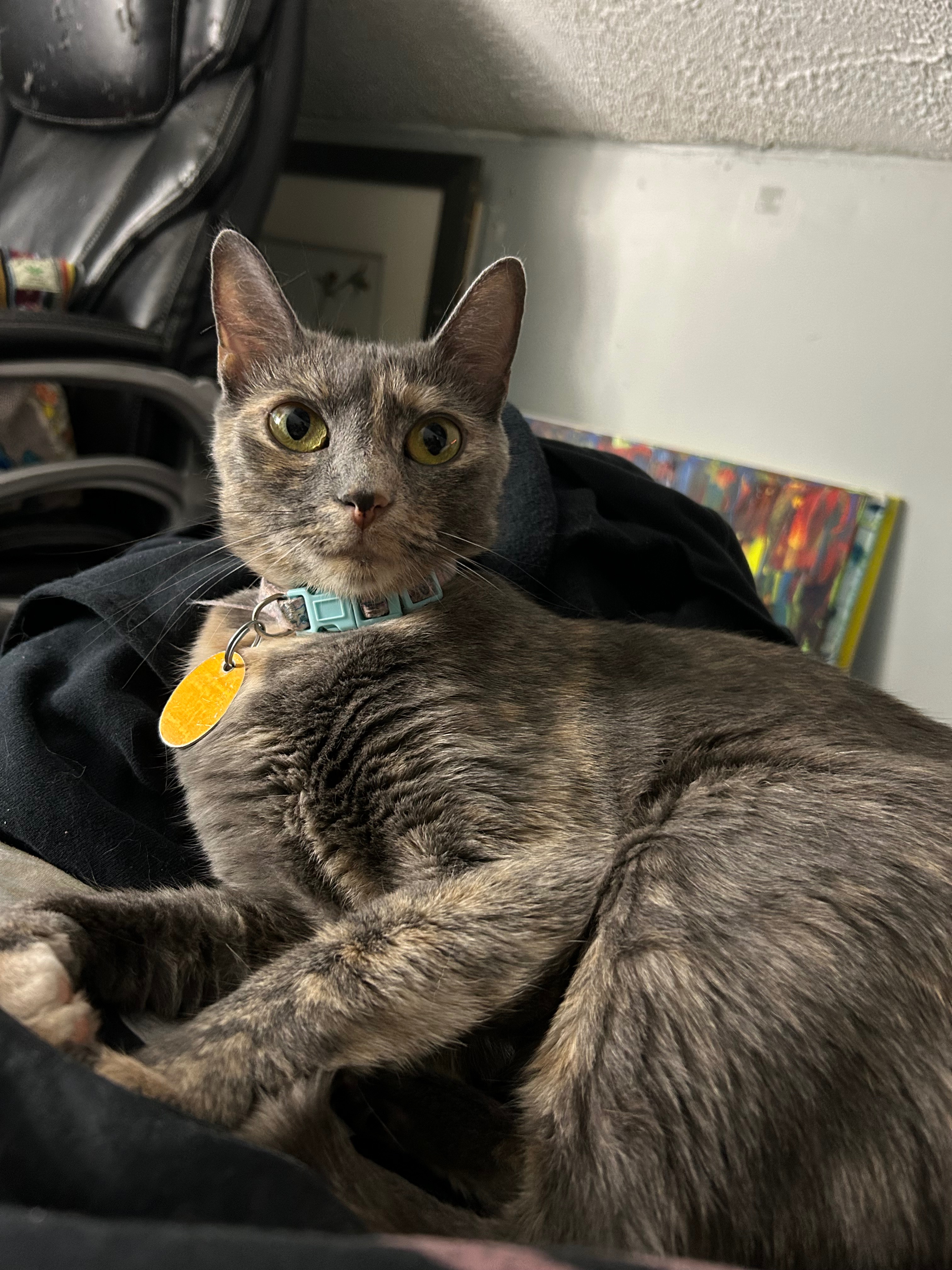 Support Peanut's Recovery and Vet Bills campaign photo, 6 of 8