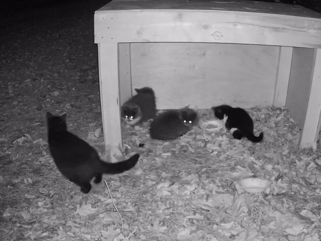Community Cats: Oreo, Pitch, Grey, Smudge, and Moo campaign photo, 4 of 4