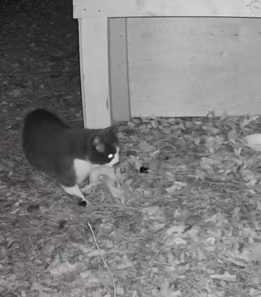 Community Cats: Oreo, Pitch, Grey, Smudge, and Moo campaign photo, 2 of 4
