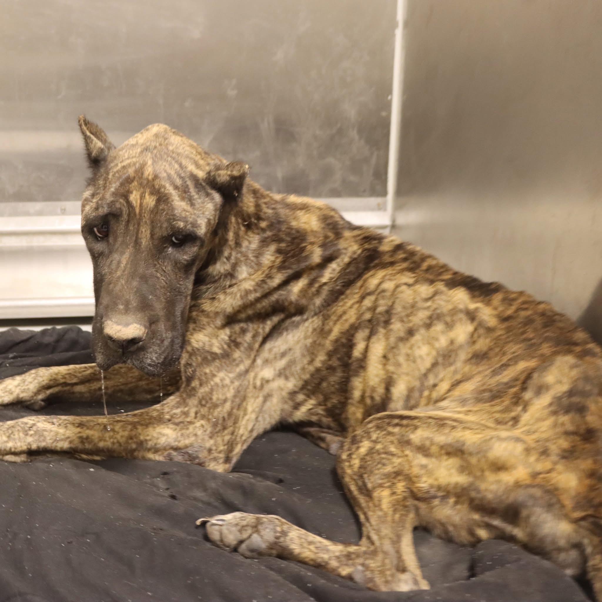Save Emaciated Cane Corsos from Cruelty campaign photo, 7 of 8
