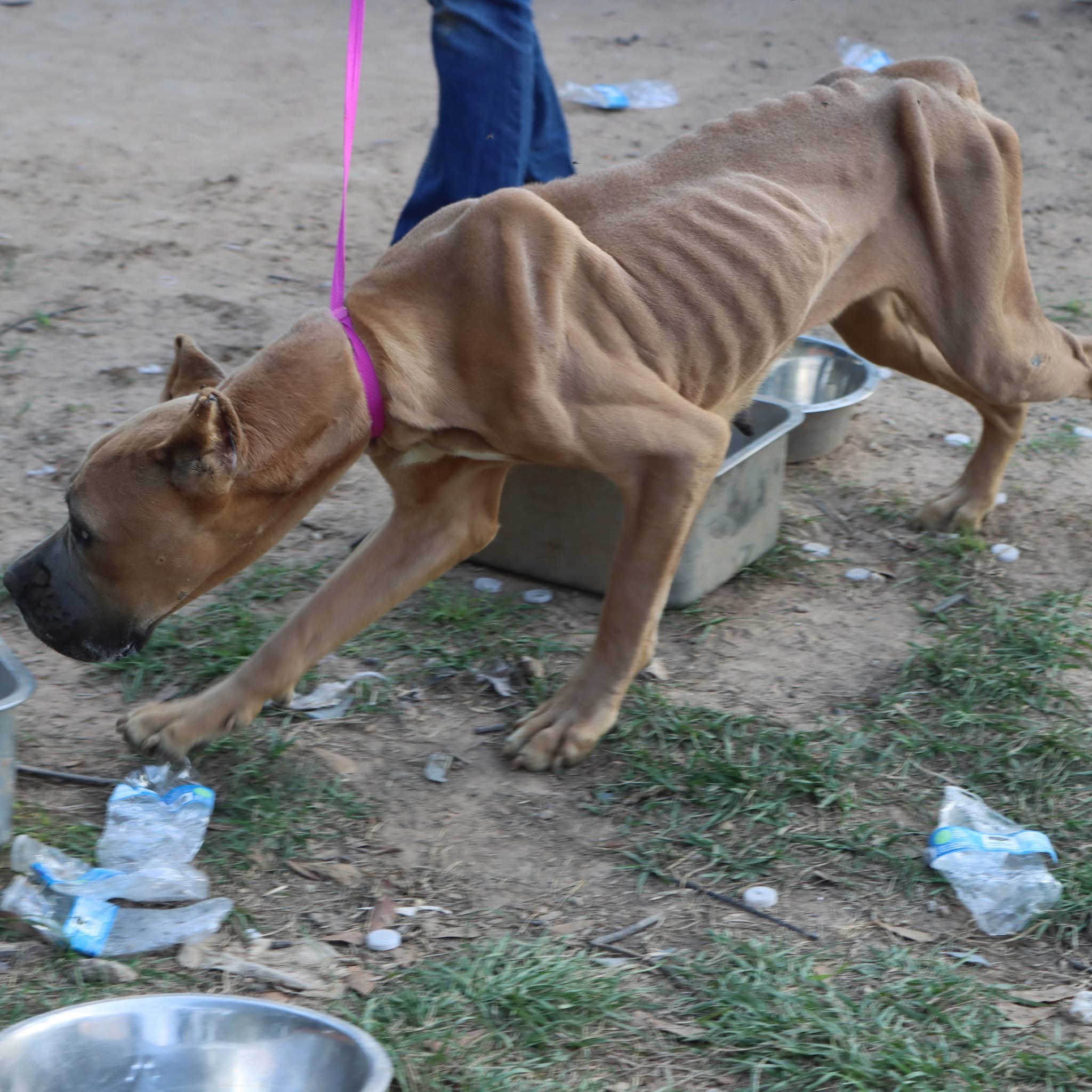 Save Emaciated Cane Corsos from Cruelty campaign photo, 2 of 8