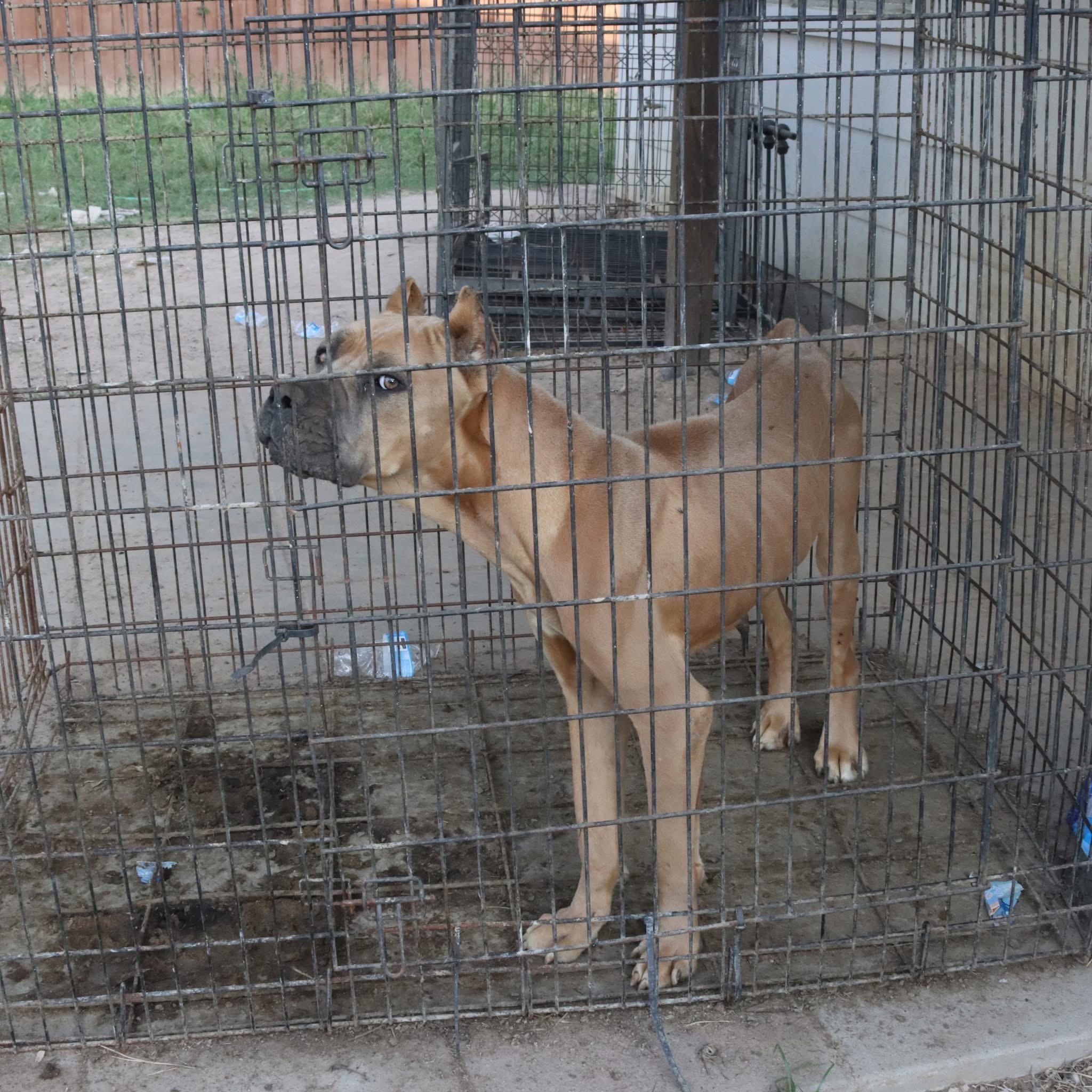 Save Emaciated Cane Corsos from Cruelty campaign photo, 6 of 8