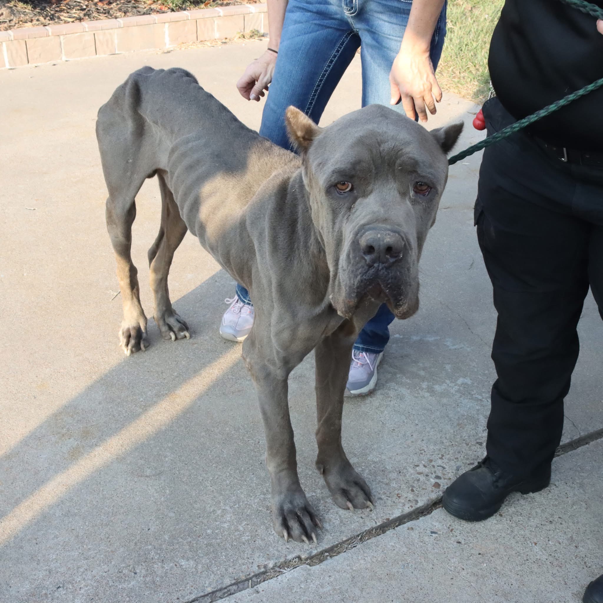 Save Emaciated Cane Corsos from Cruelty campaign photo, 4 of 8