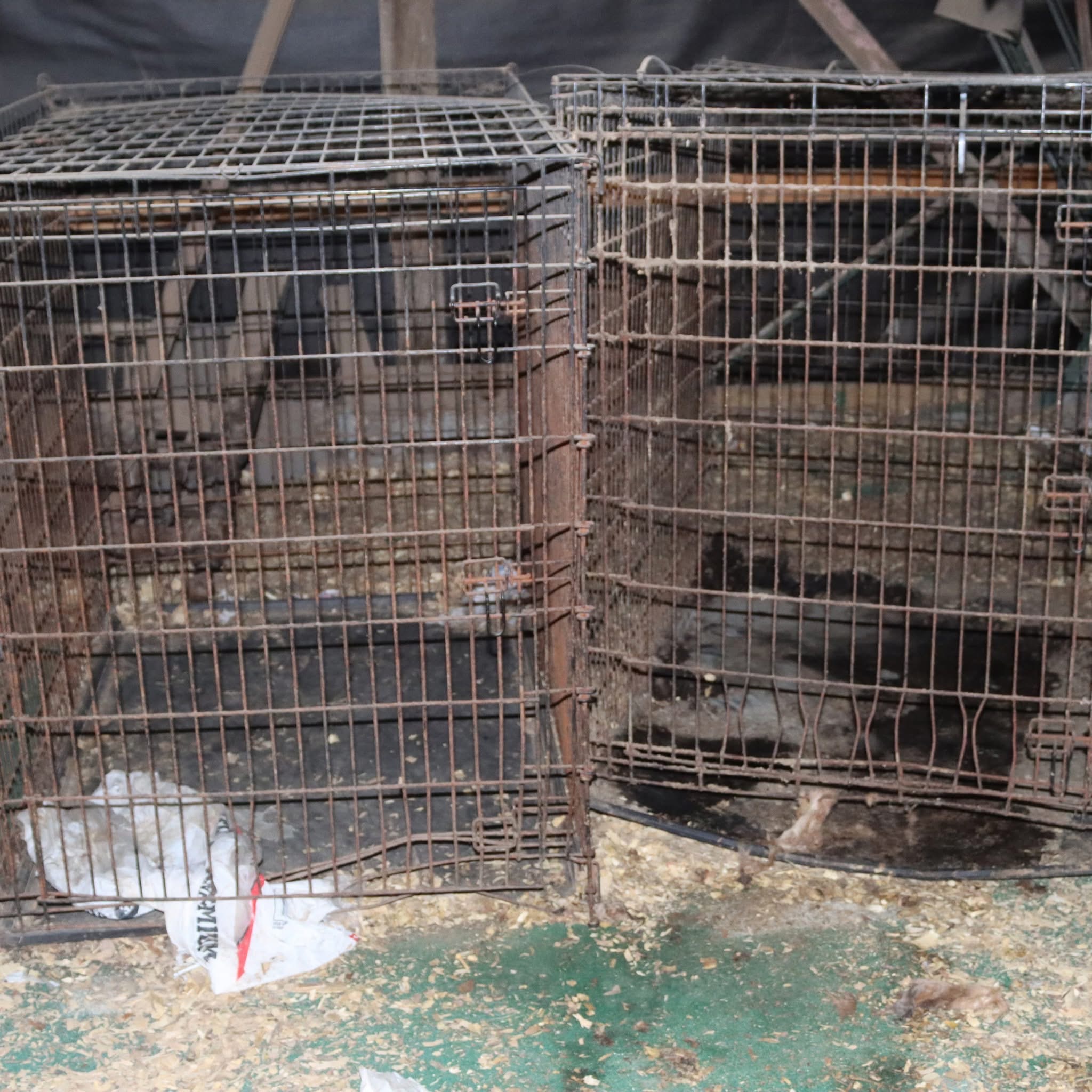 Save Emaciated Cane Corsos from Cruelty campaign photo, 5 of 8