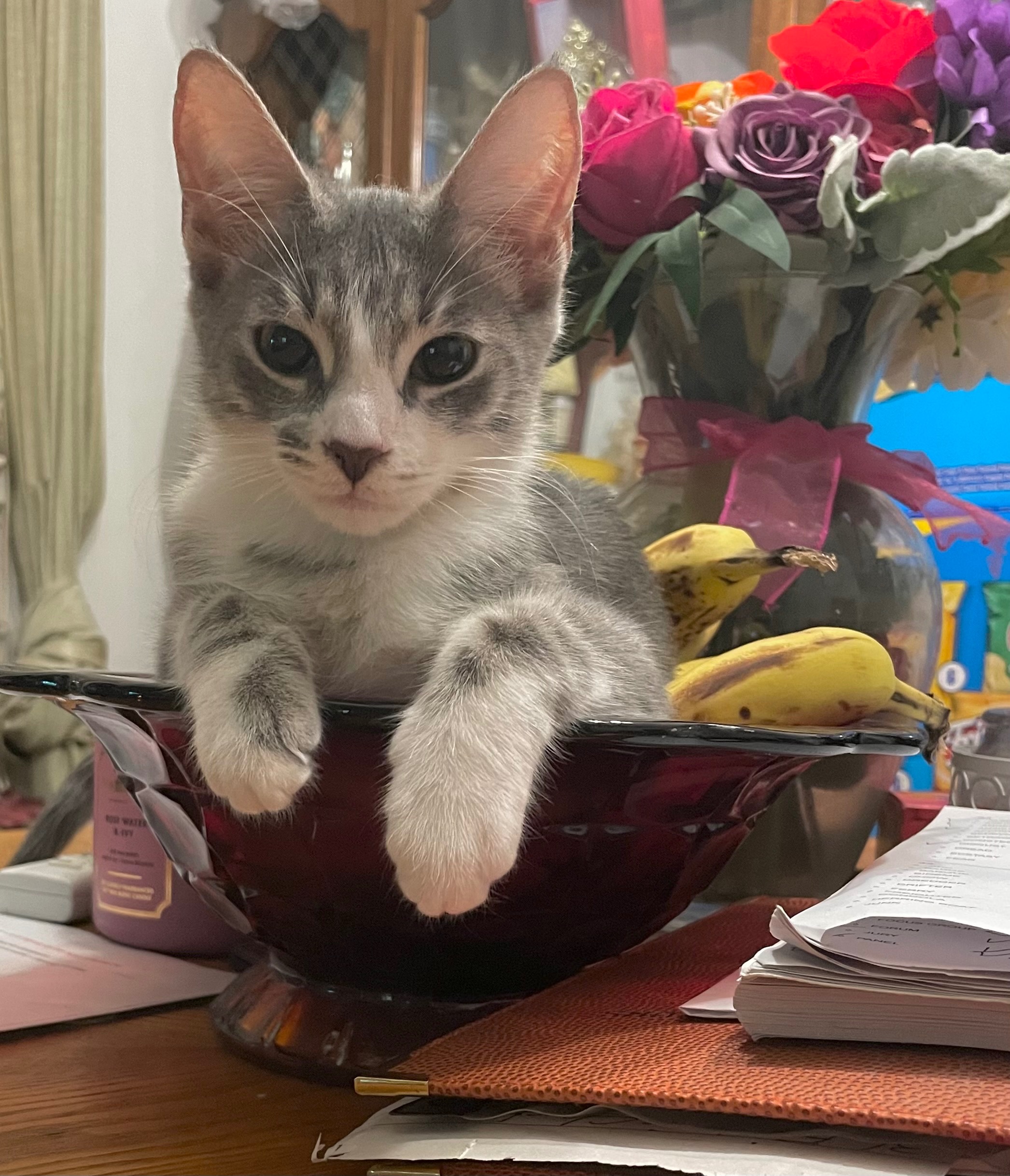 Save Greta: Urgent Surgery Needed campaign photo, 7 of 8