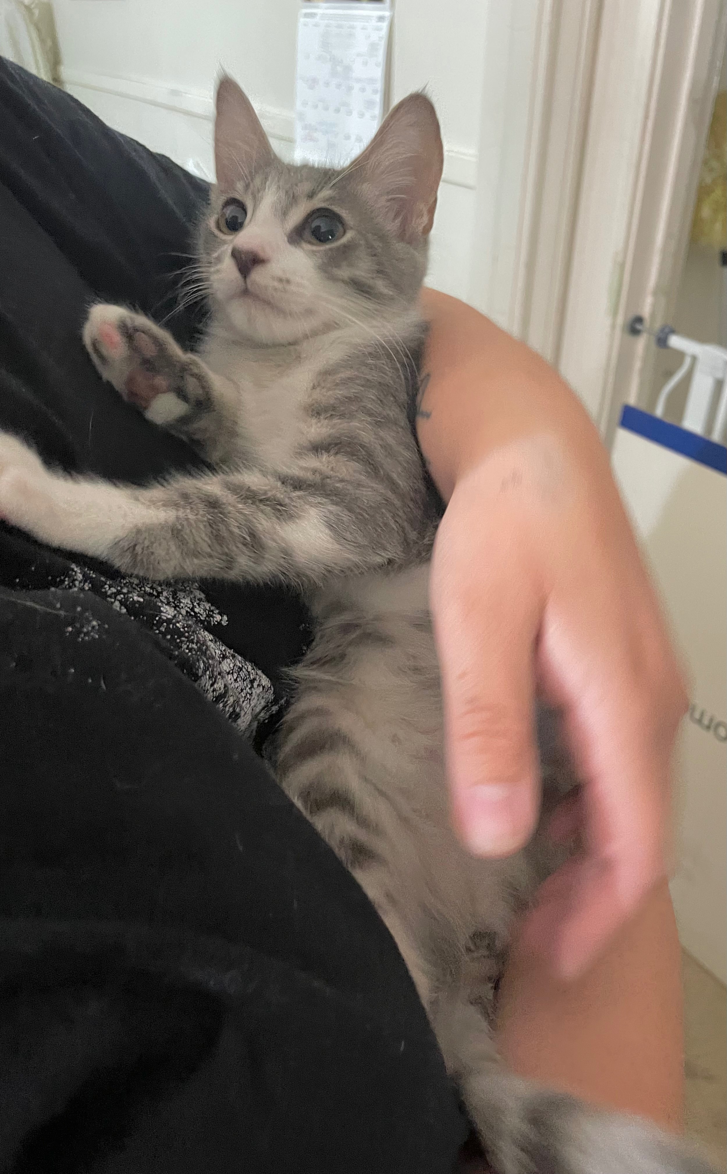 Save Greta: Urgent Surgery Needed campaign photo, 2 of 8