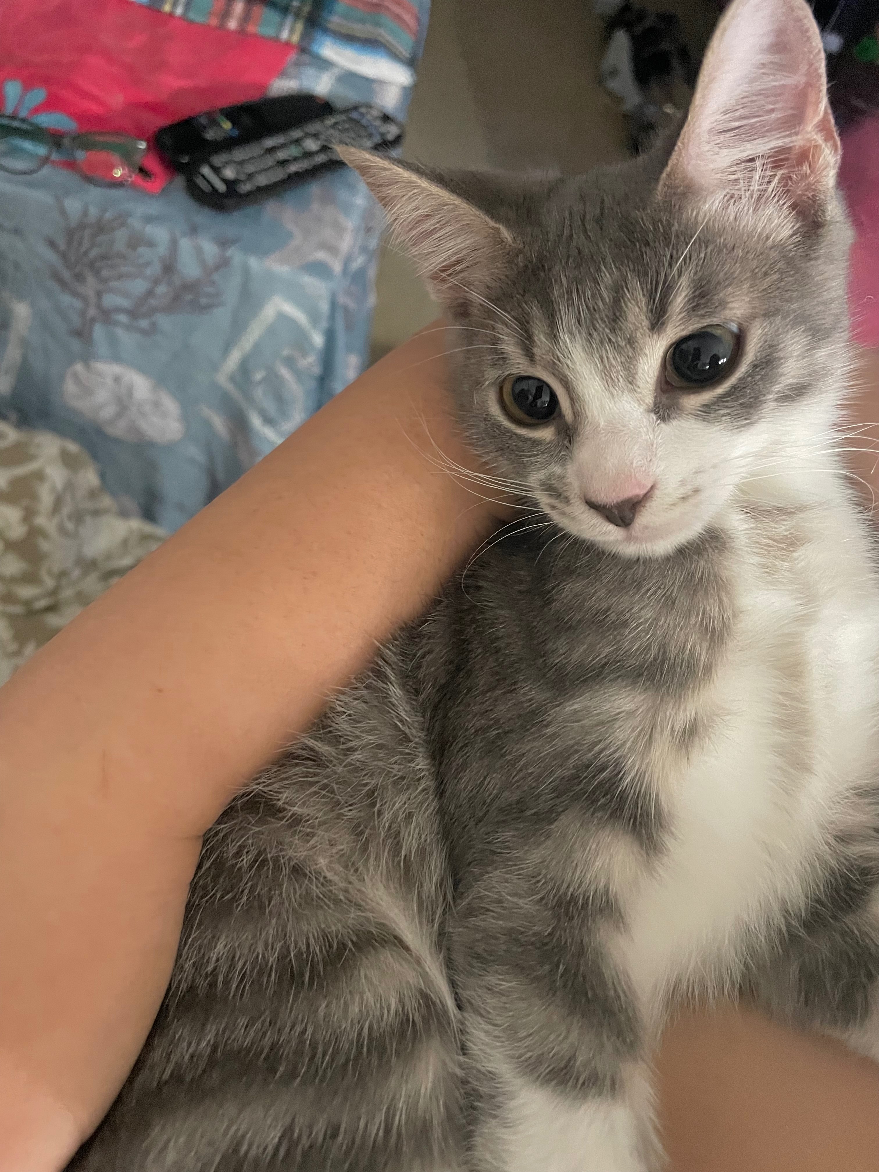 Save Greta: Urgent Surgery Needed campaign photo, 4 of 8