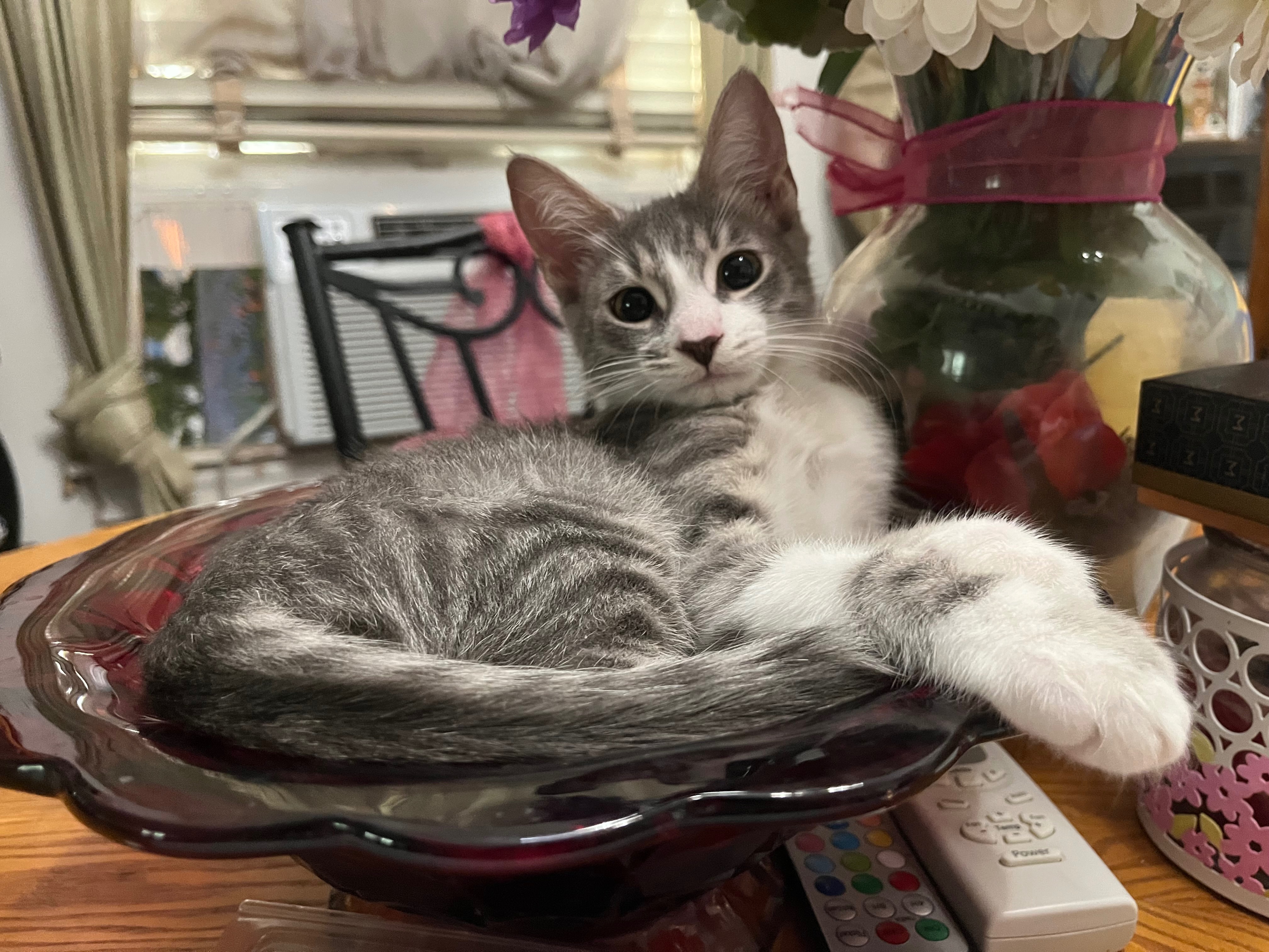 Save Greta: Urgent Surgery Needed campaign photo, 5 of 8