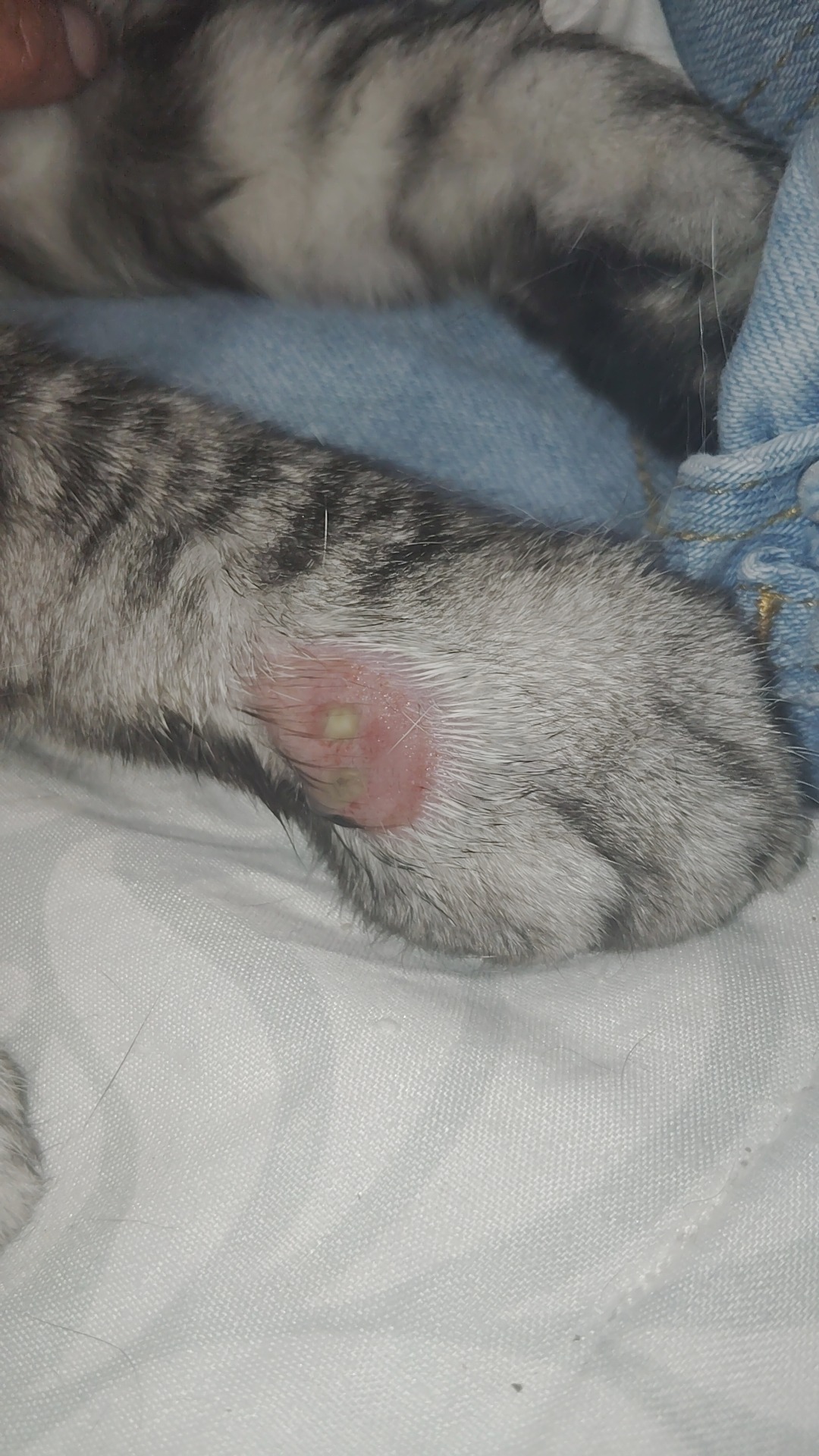 Urgent Care Needed for Injured Cat campaign photo, 2 of 7