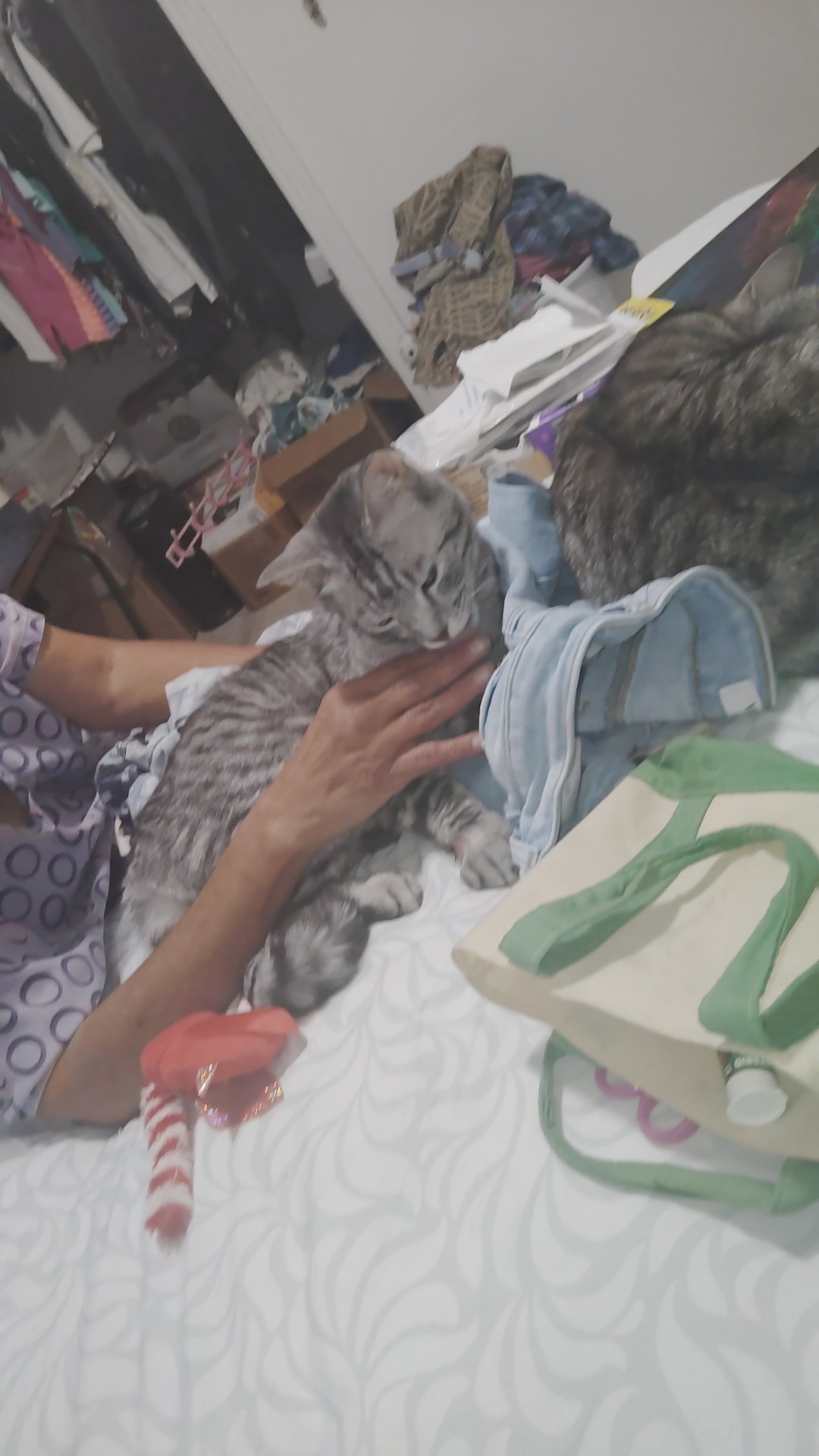 Urgent Care Needed for Injured Cat campaign photo, 6 of 7