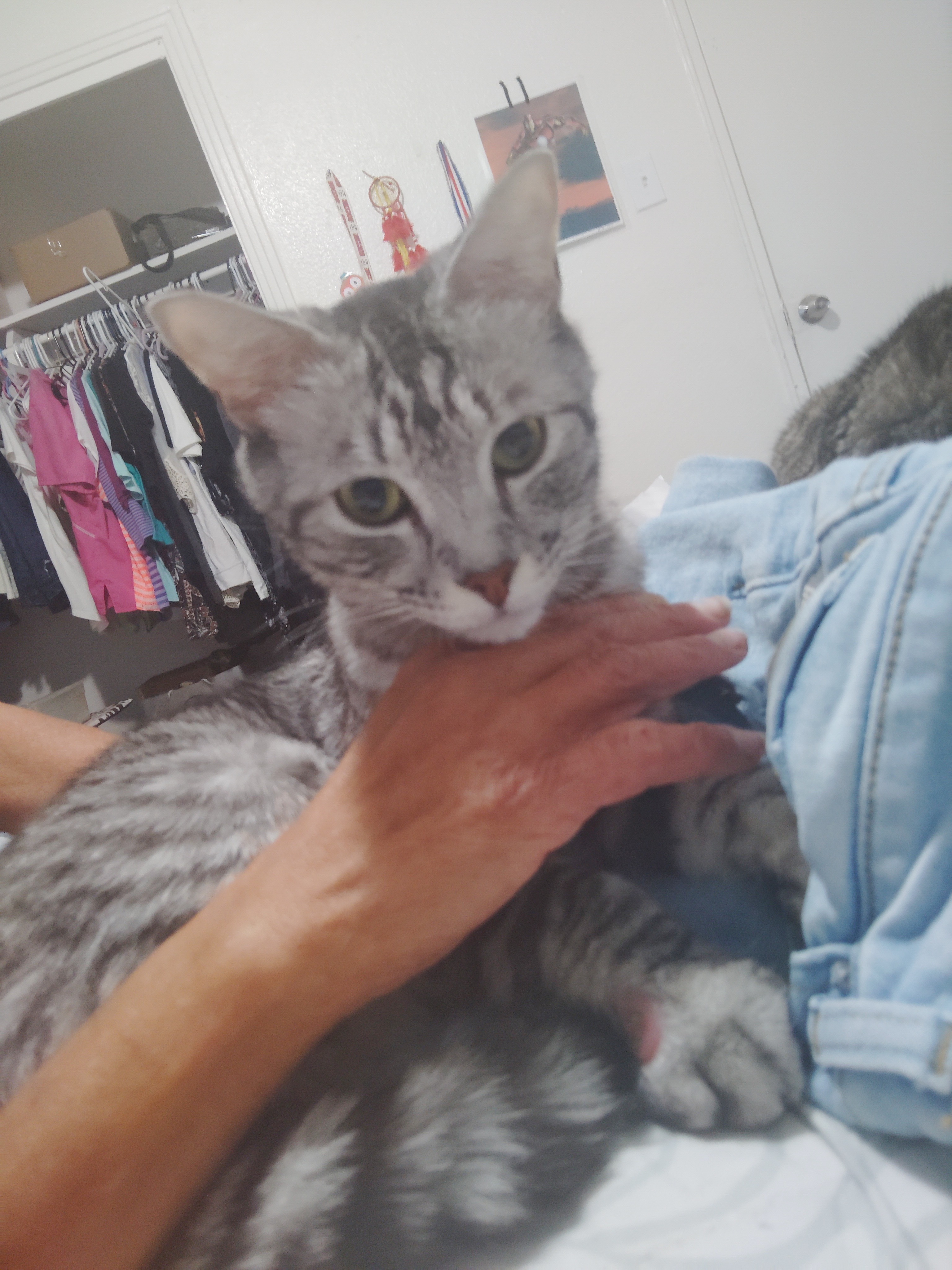 Urgent Care Needed for Injured Cat campaign photo, 4 of 7