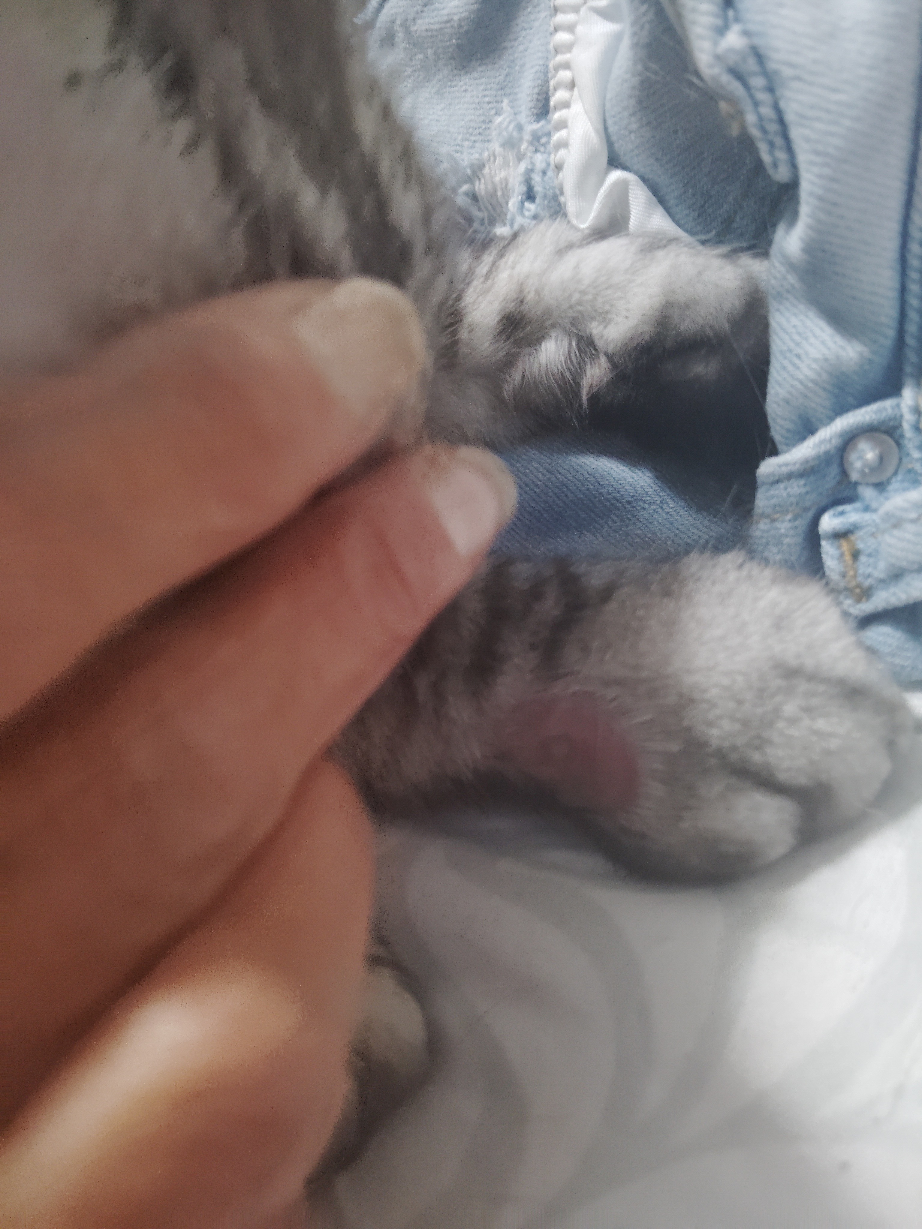 Urgent Care Needed for Injured Cat campaign photo, 5 of 7