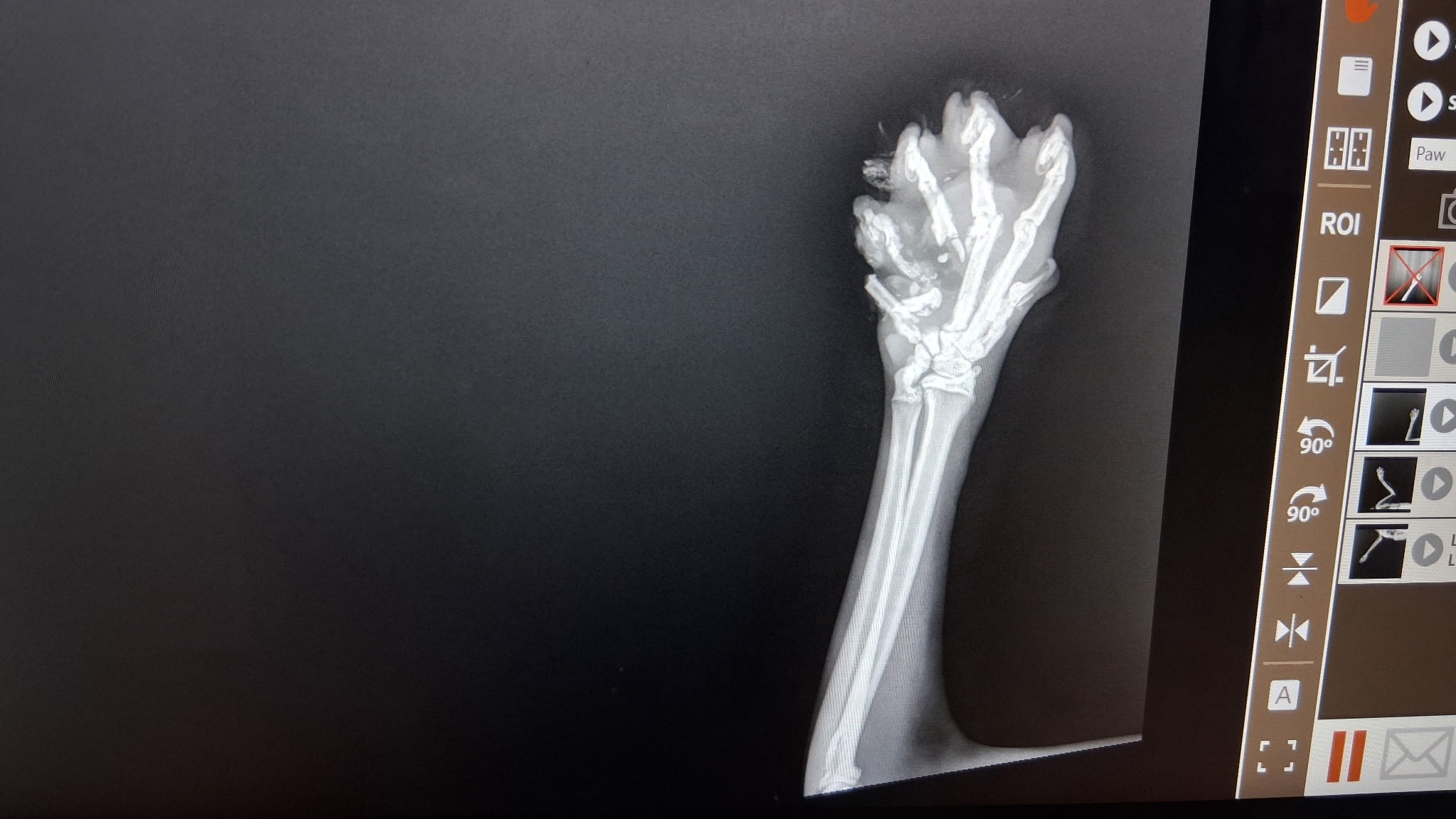 Lefty the Cat's healing and future campaign photo, 5 of 7
