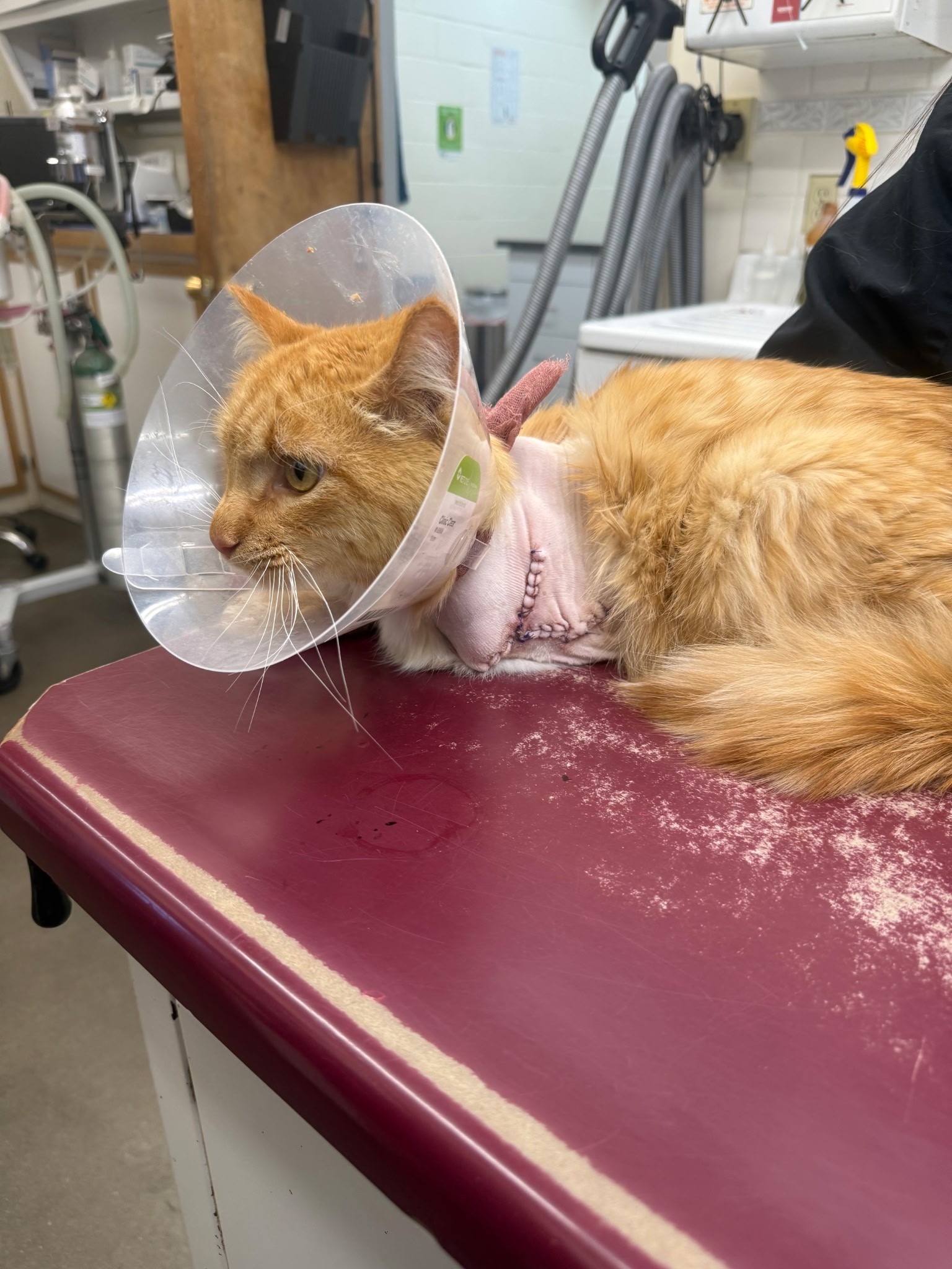 Lefty the Cat's healing and future campaign photo, 6 of 7