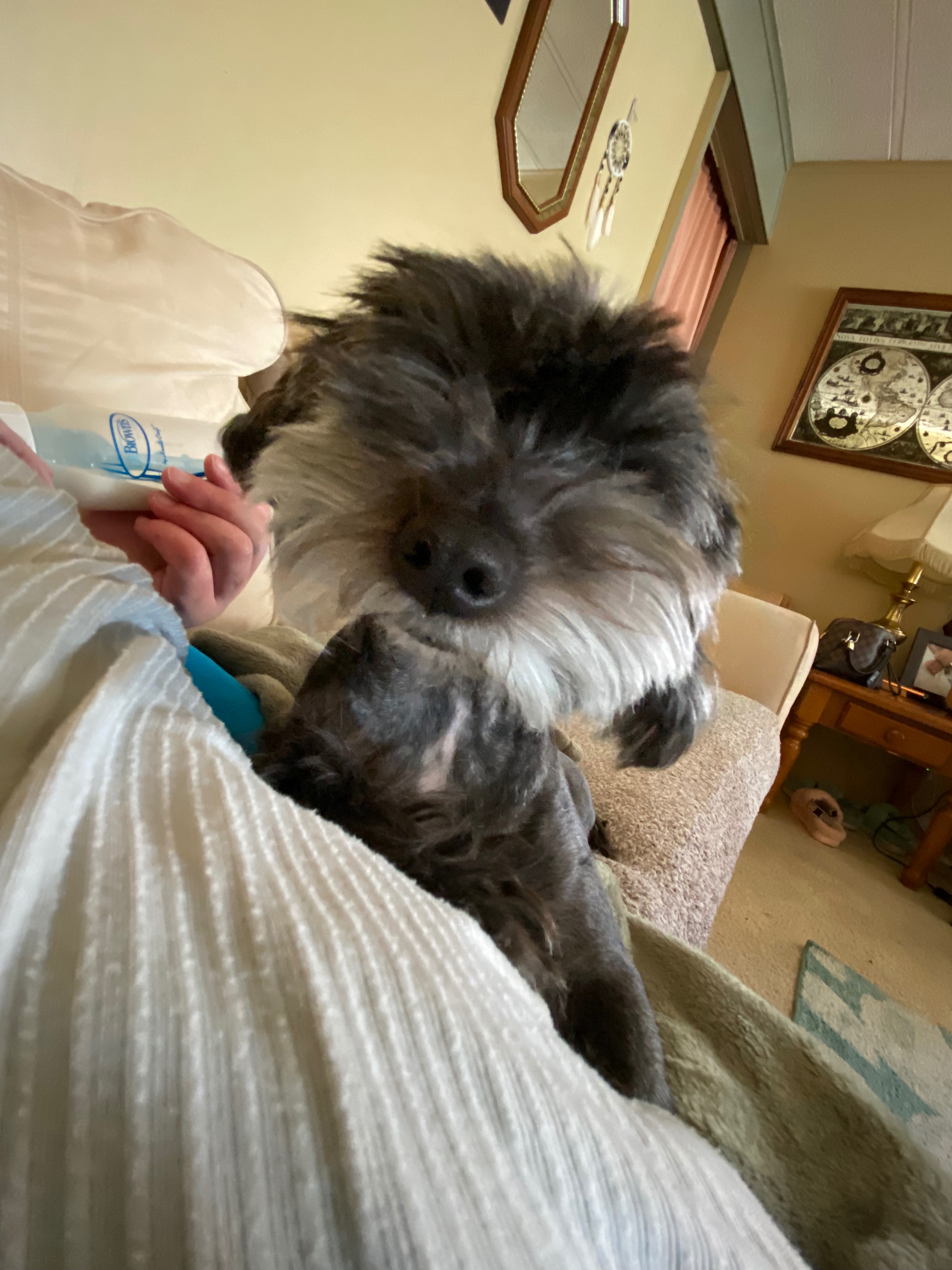 Help with Lucy's Emergency Vet Bills campaign photo, 7 of 8