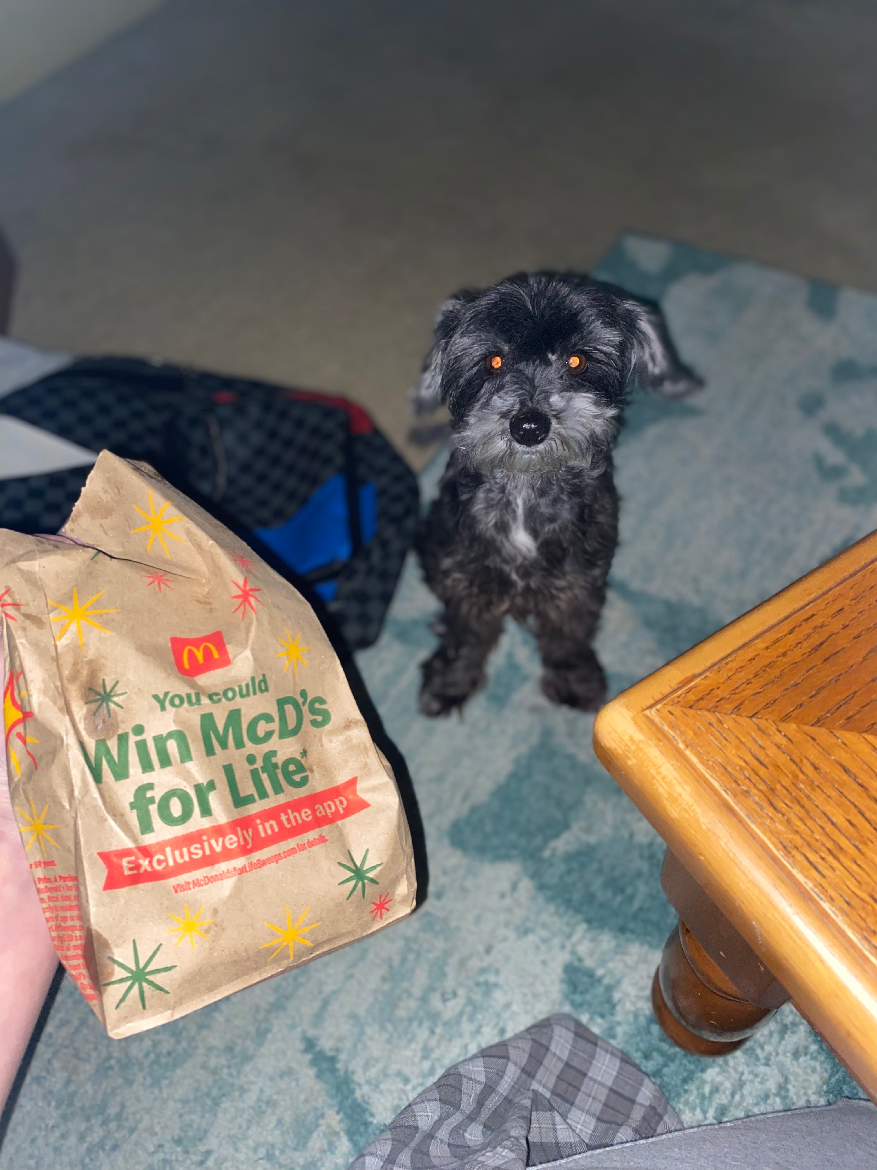 Help with Lucy's Emergency Vet Bills campaign photo, 2 of 8