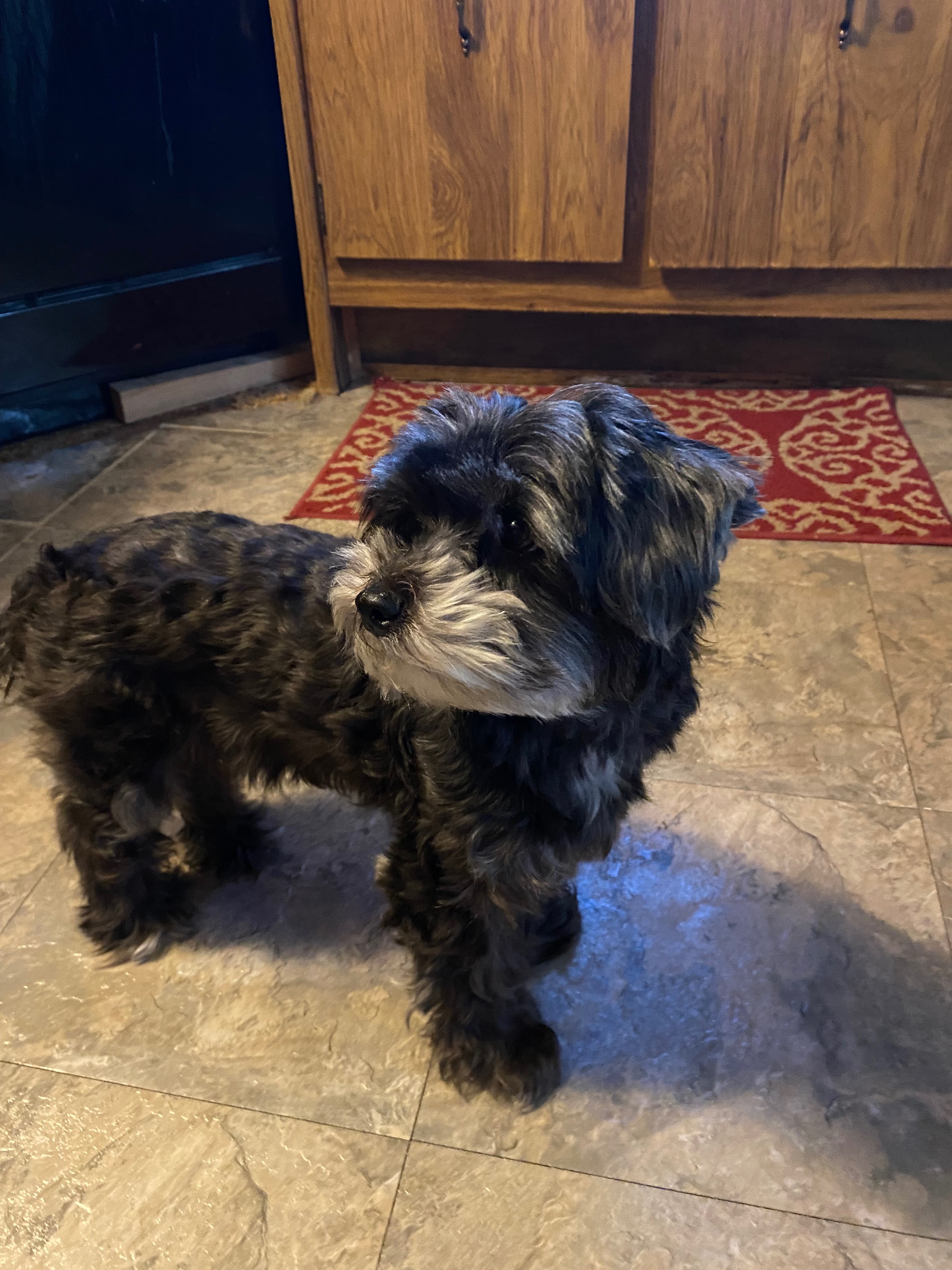 Help with Lucy's Emergency Vet Bills campaign photo, 4 of 8