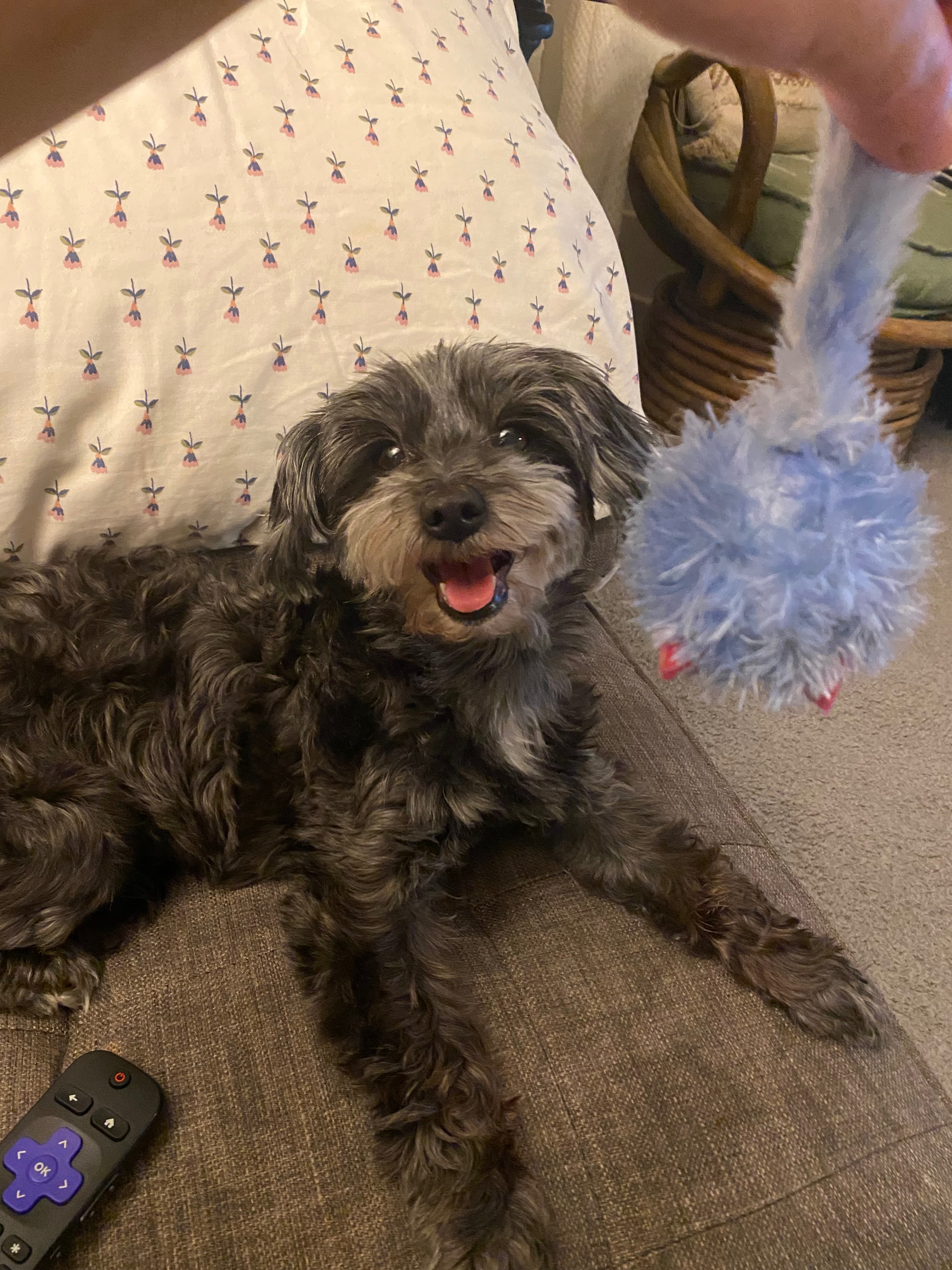 Help with Lucy's Emergency Vet Bills campaign photo, 5 of 8