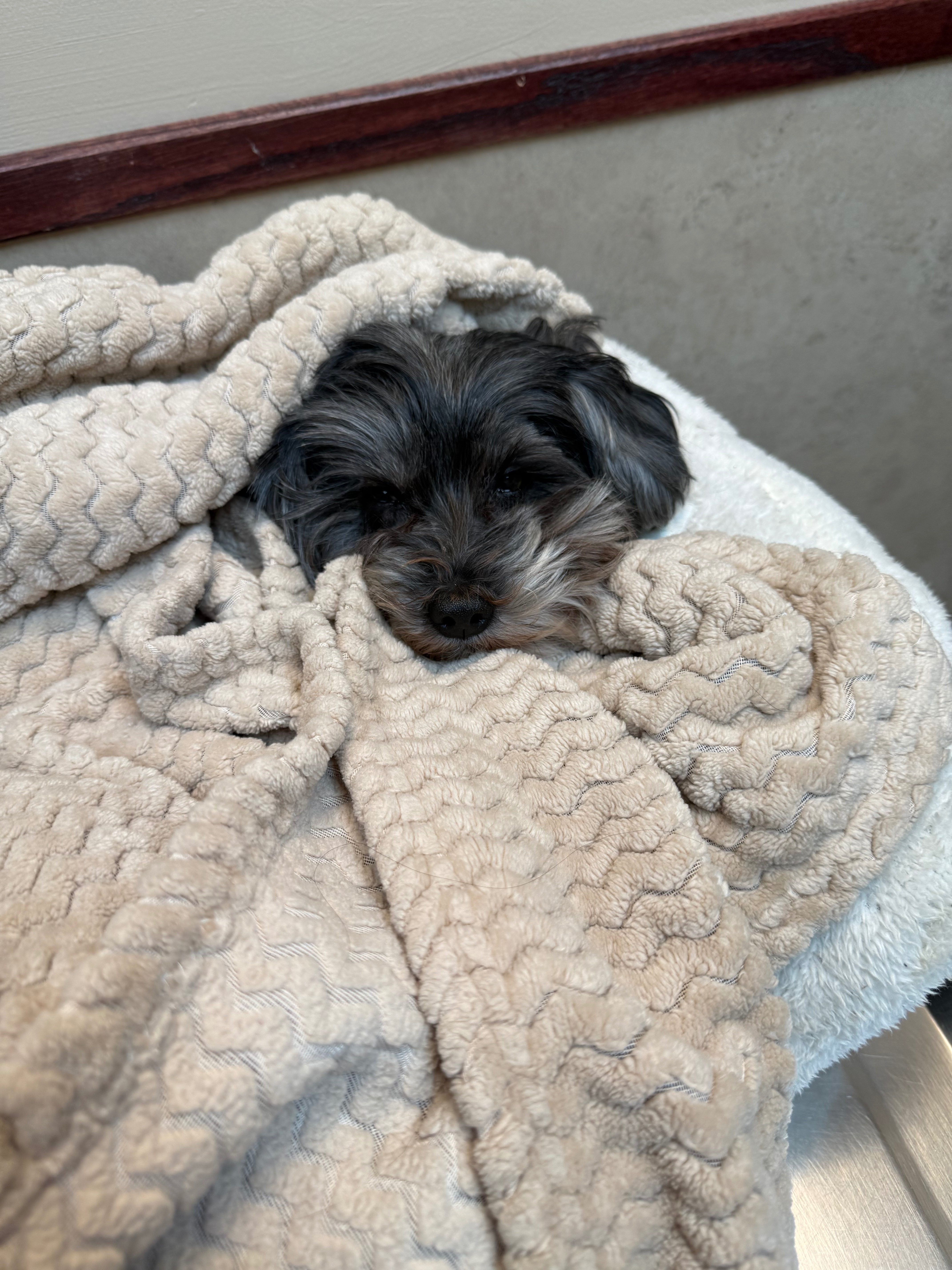 Help with Lucy's Emergency Vet Bills campaign photo, 6 of 8