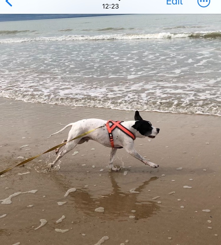 Rescue Vagellis the pointer to a new life in France campaign photo, 5 of 6