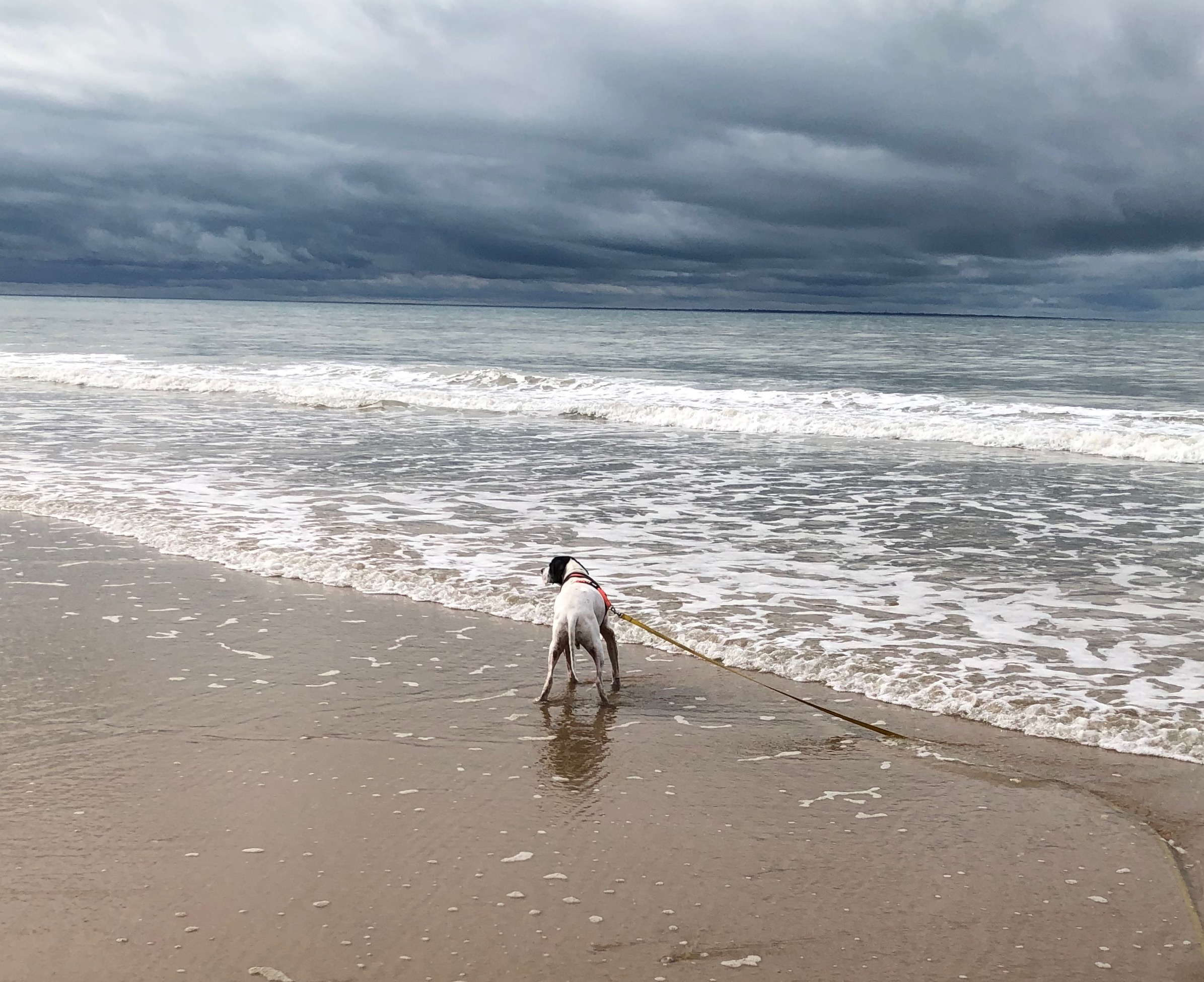 Rescue Vagellis the pointer to a new life in France campaign photo, 4 of 6
