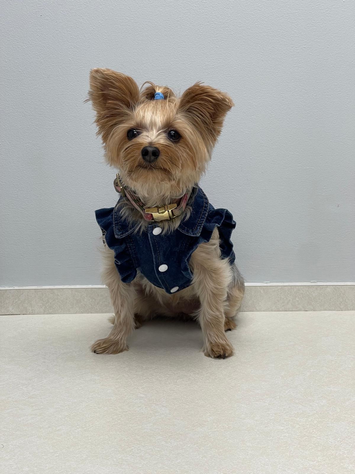Support Luna's Family with Medical Bills campaign photo, 4 of 5
