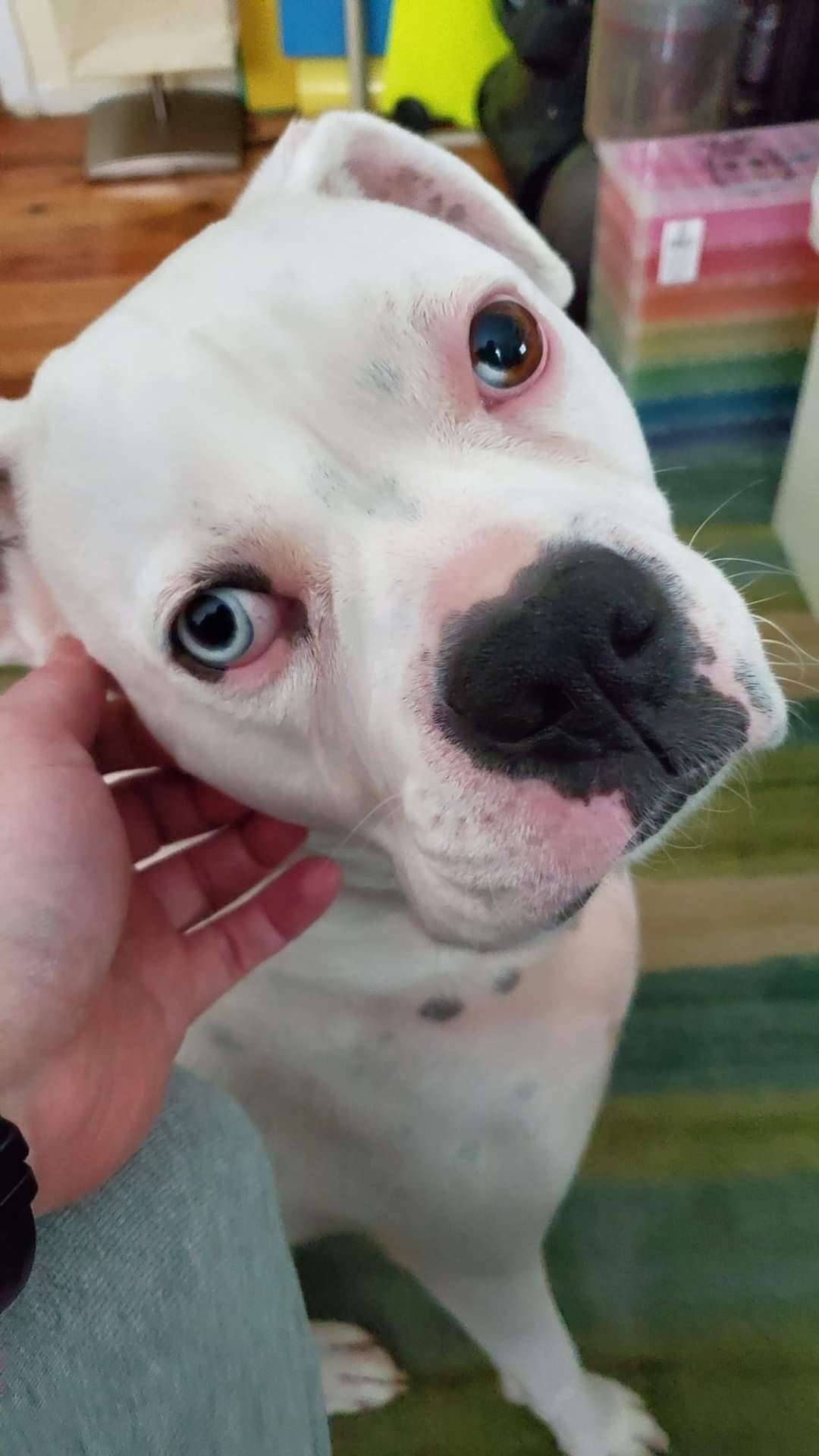 Donate to Aid a Pup's Megaesophagus Care campaign photo, 2 of 4