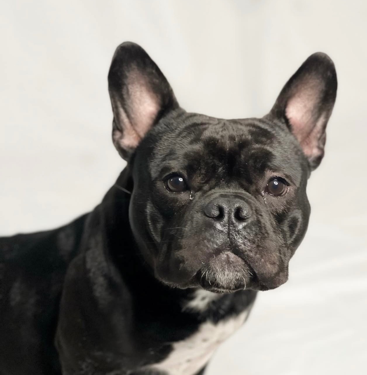 Help Yessenia (Chula) with Emergency Vet Bills campaign photo, 5 of 6