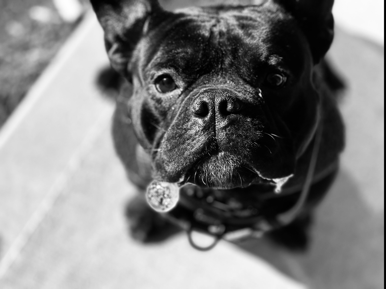 Help Yessenia (Chula) with Emergency Vet Bills campaign photo, 2 of 6