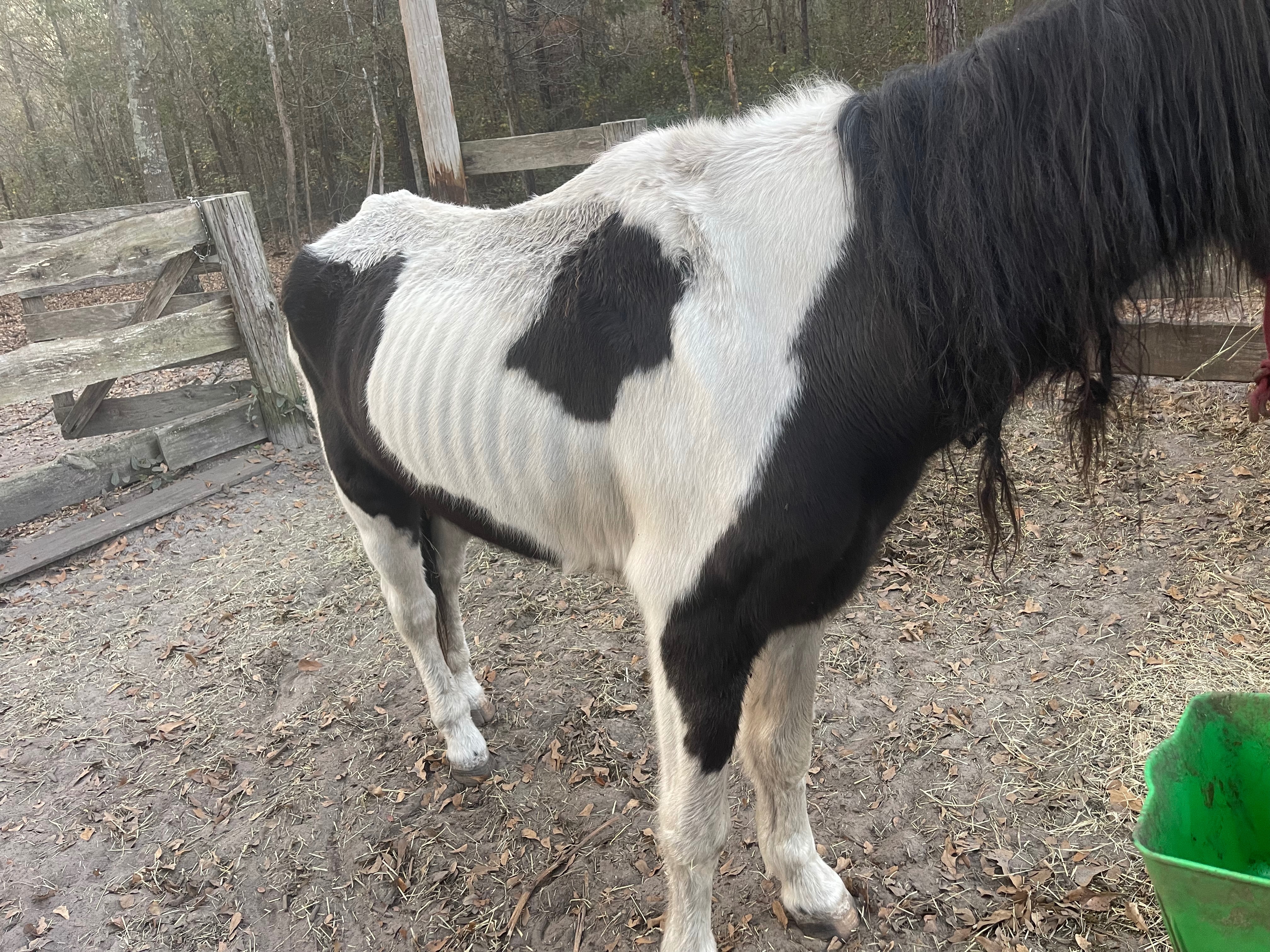Support Happily Ever Acres' New Rescue Mission campaign photo, 2 of 4