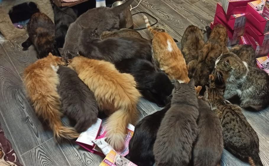 Save the Sunny Cats of Slavutych campaign photo, 7 of 8